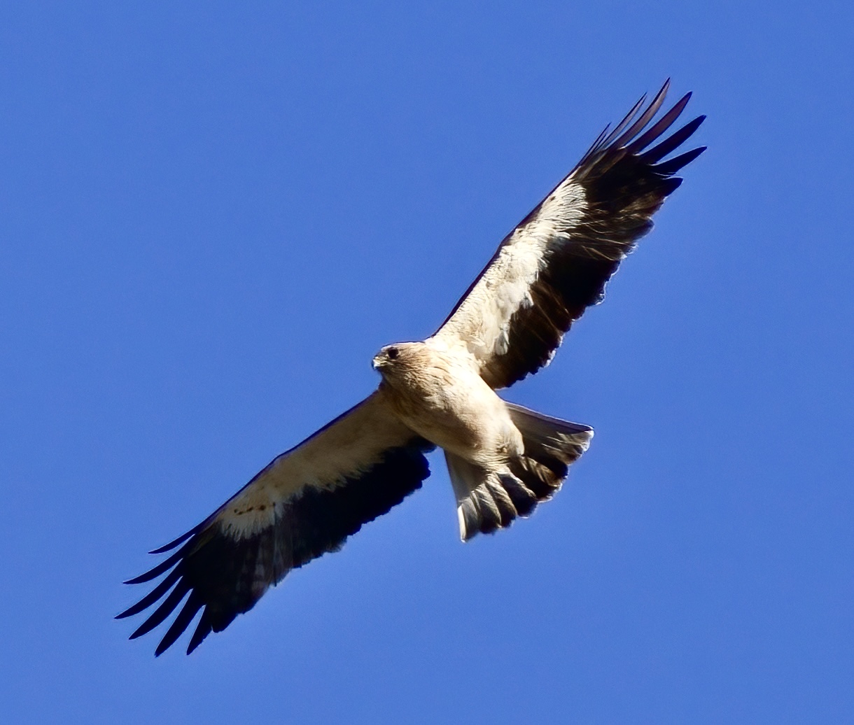 Aquila minore