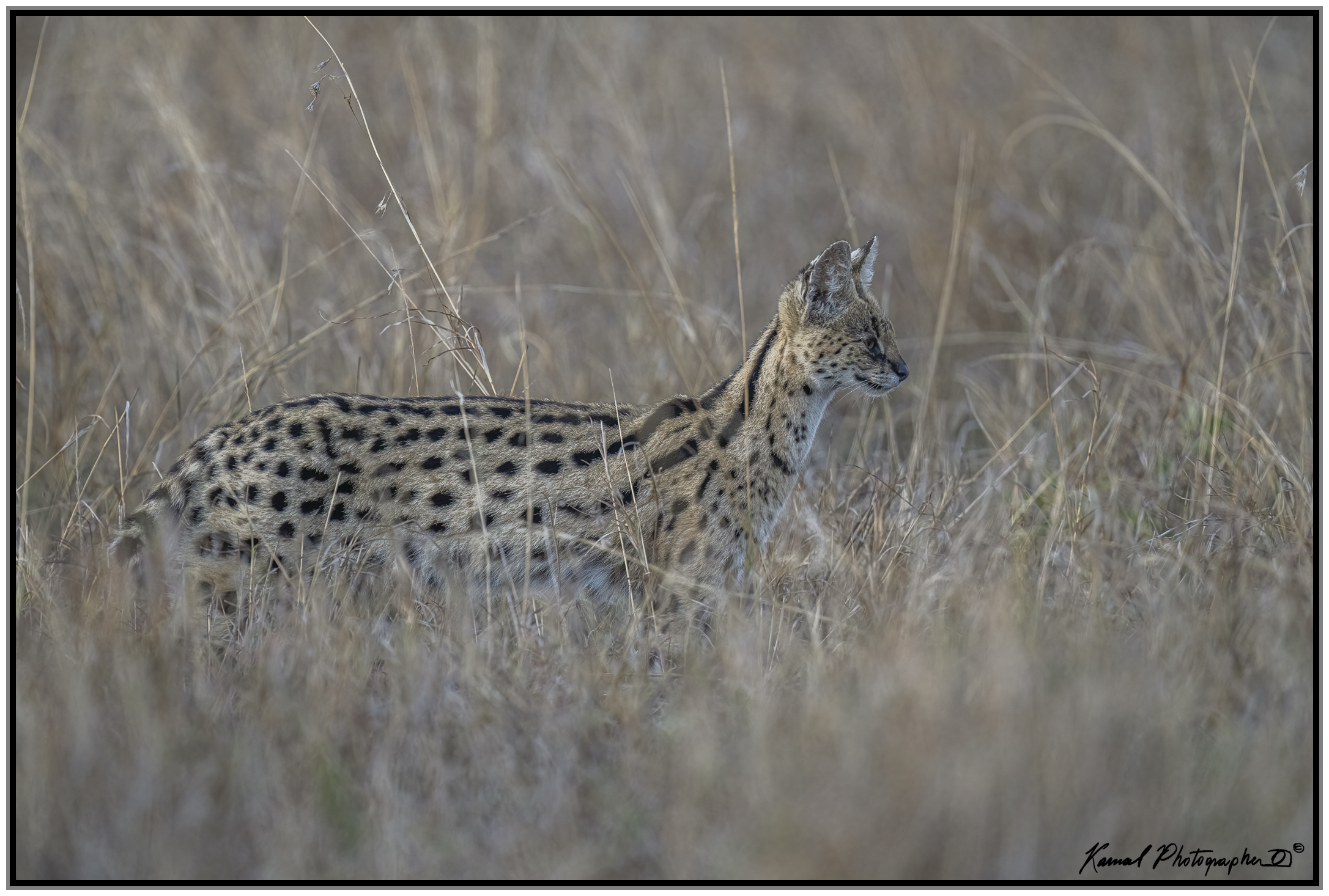 Leptailurus serval