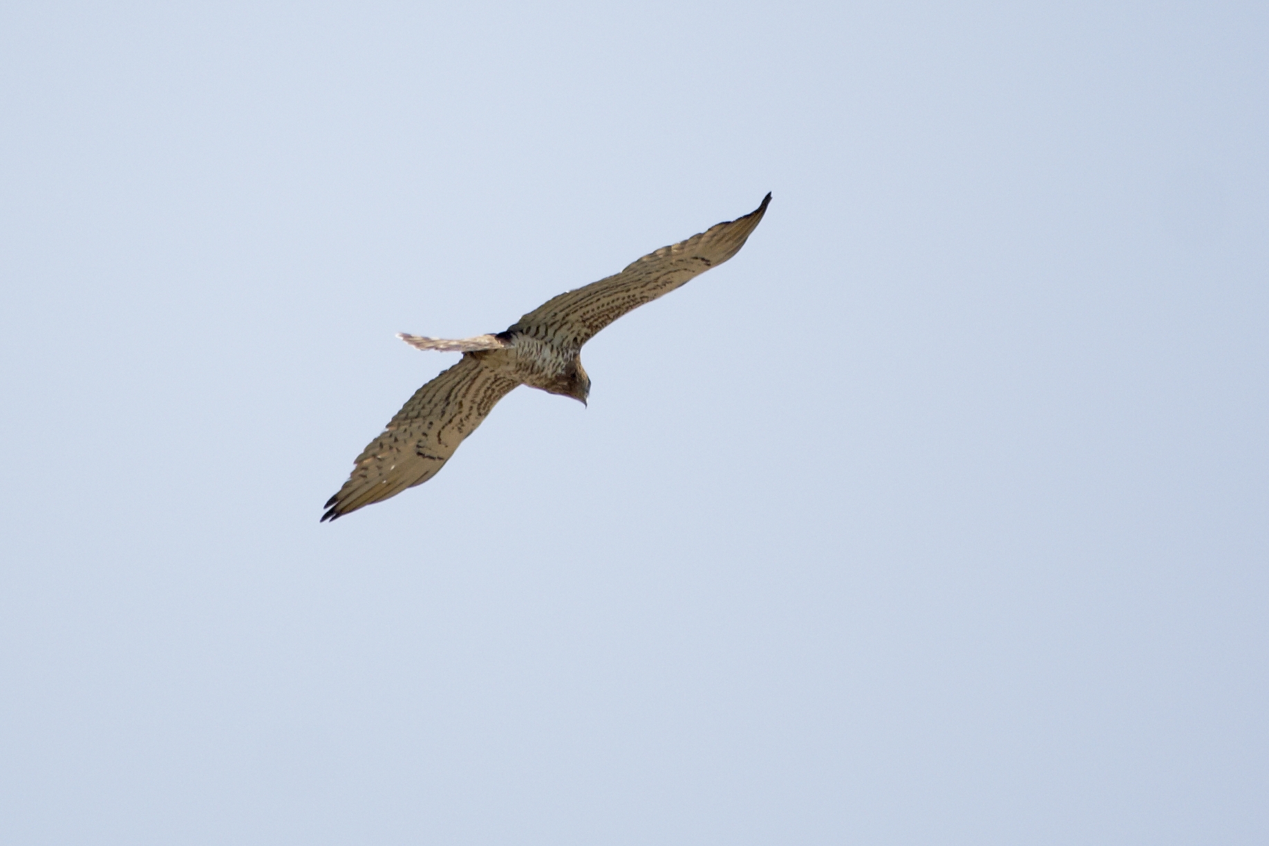 From the window of CSA