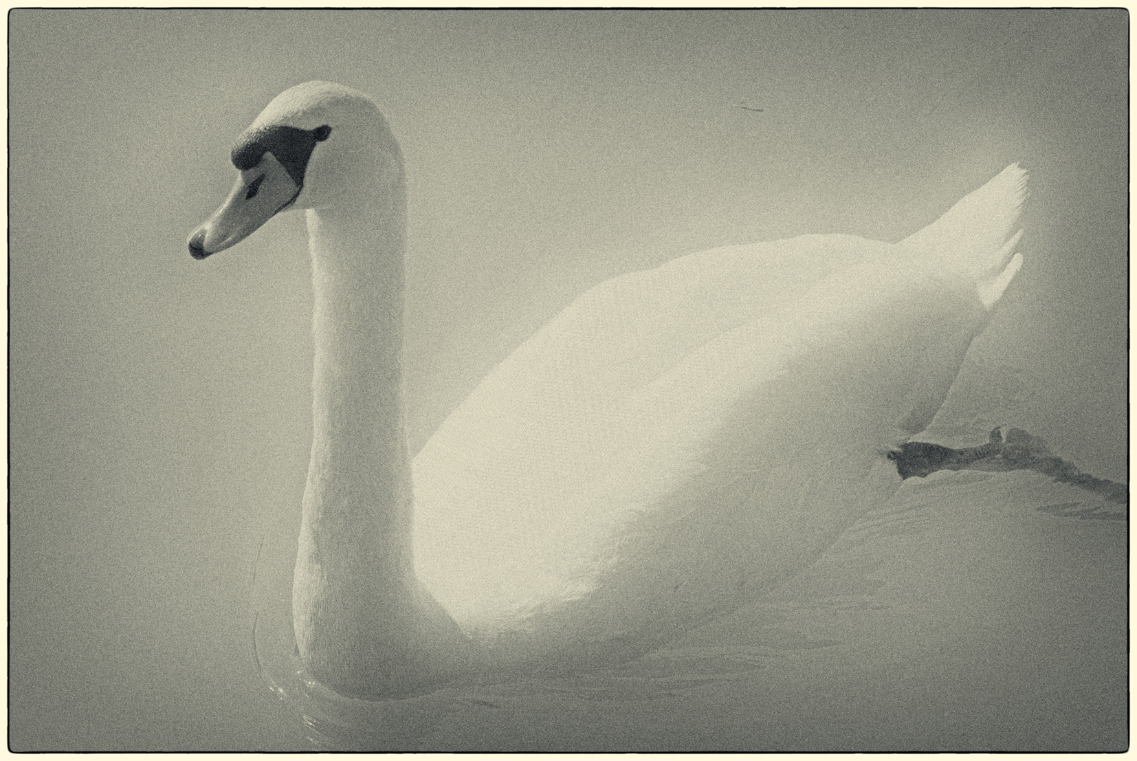 SWAN