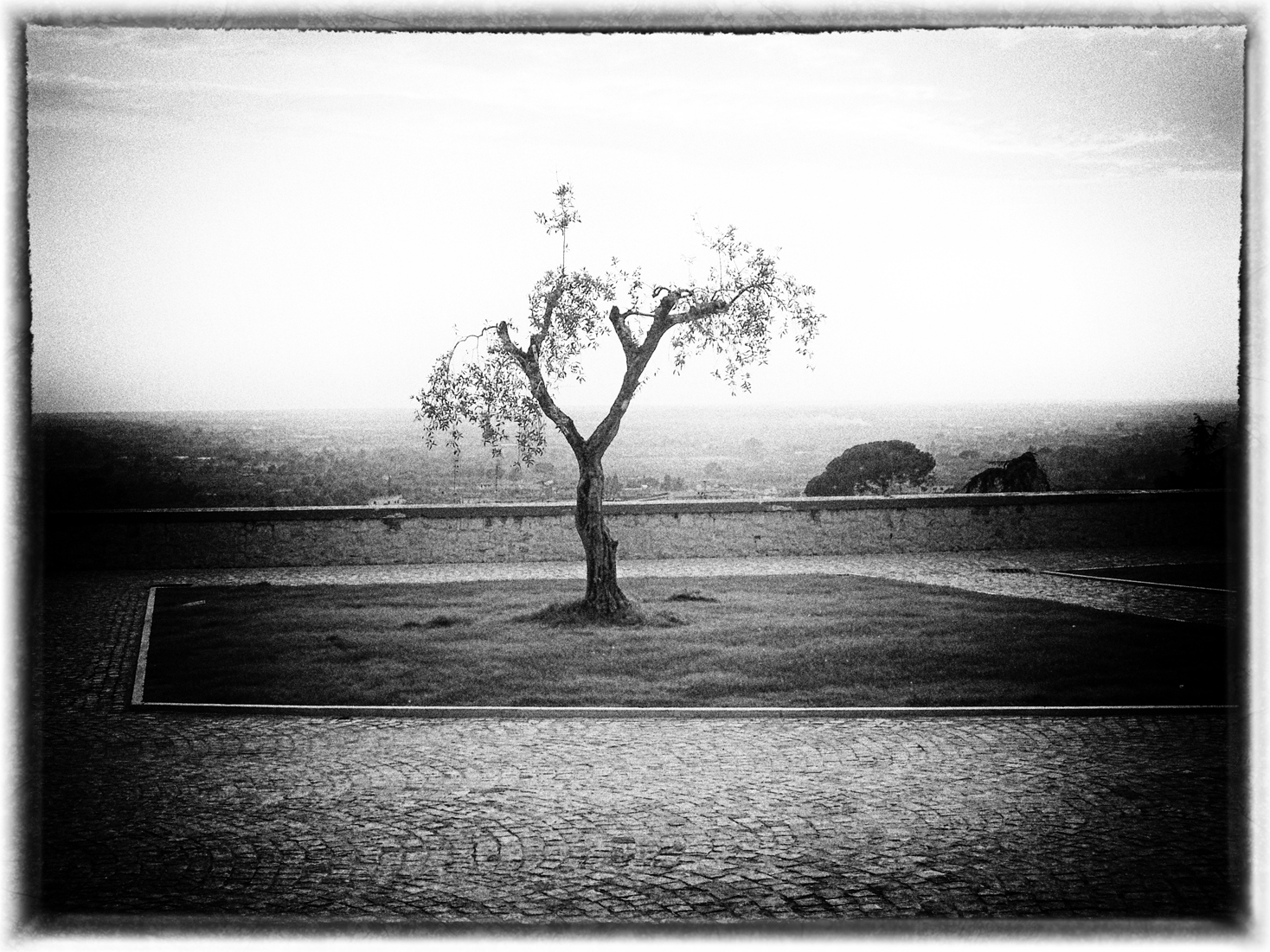 THE LONELY TREE STANDS