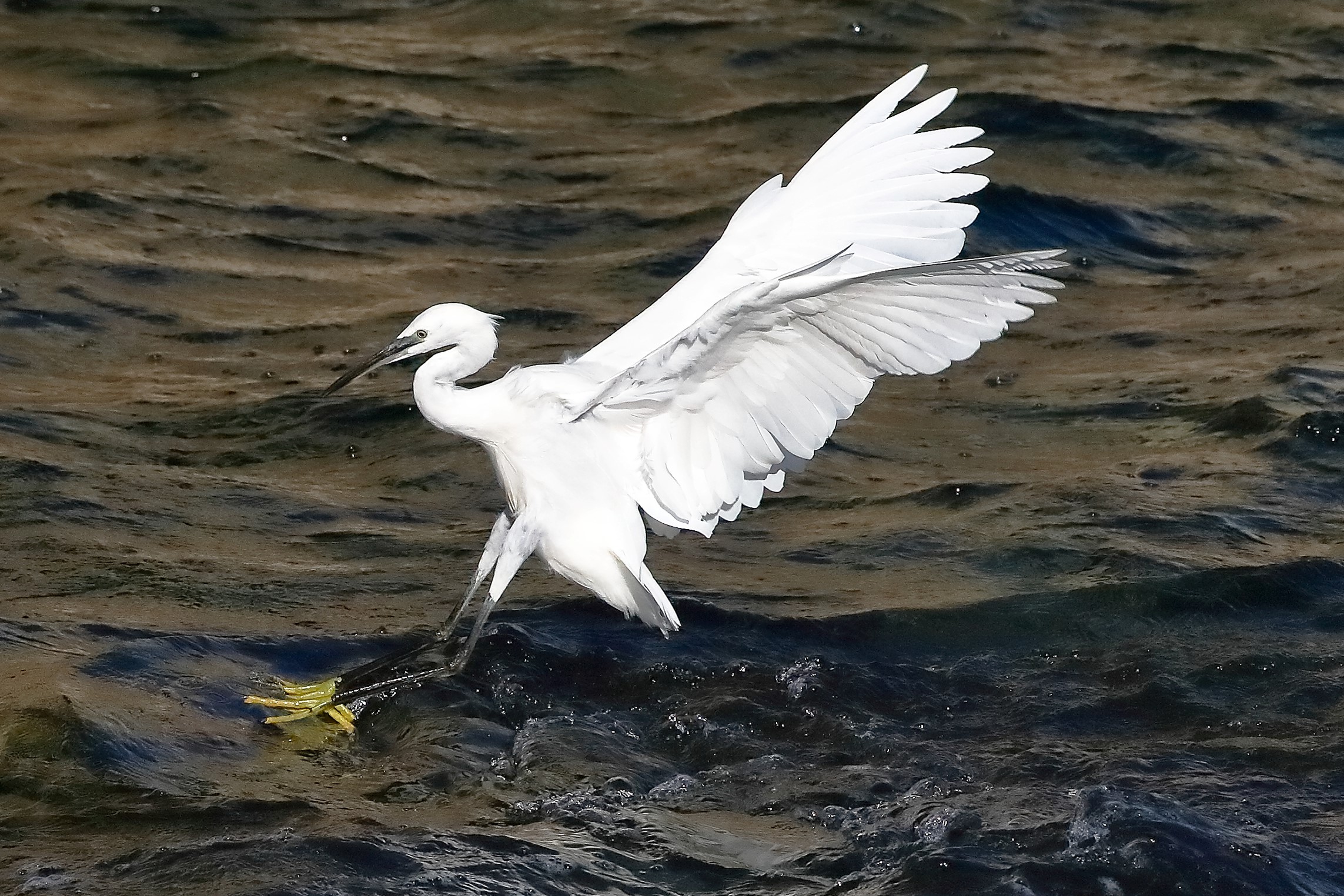 garzetta 22 ottobre 2022