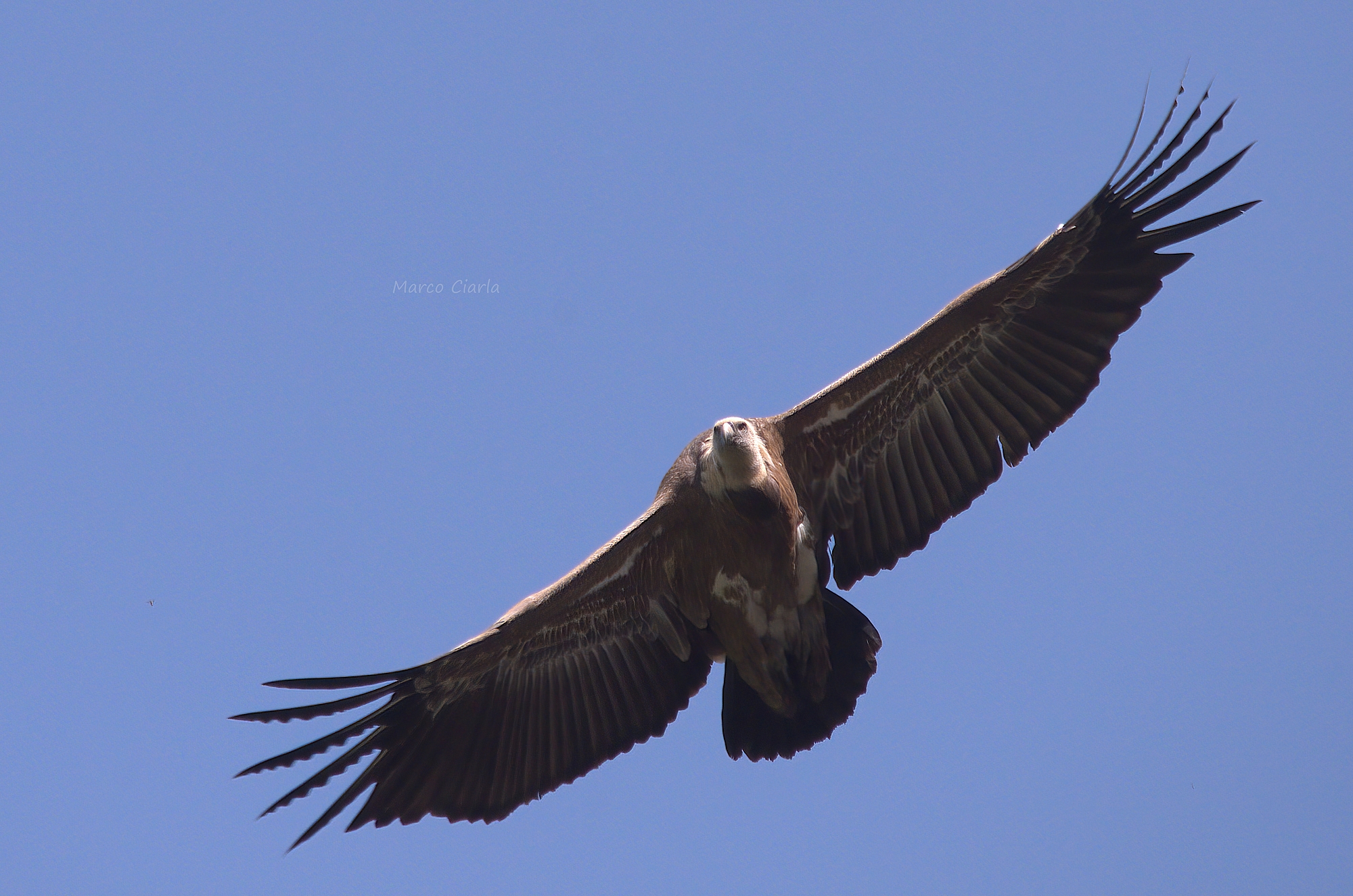 Grifone eurasiatico (Gyps fulvus )