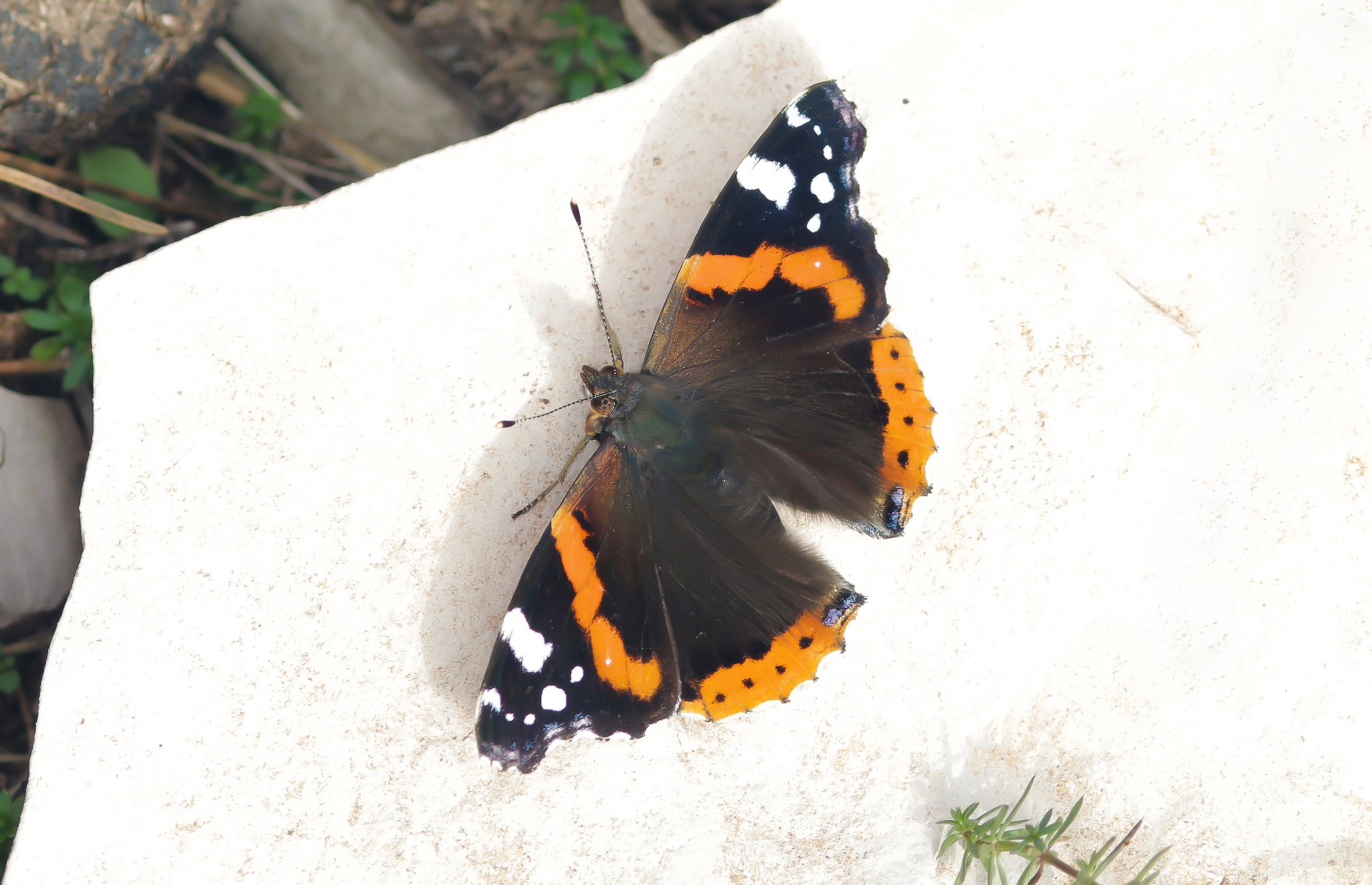Vanessa atalanta