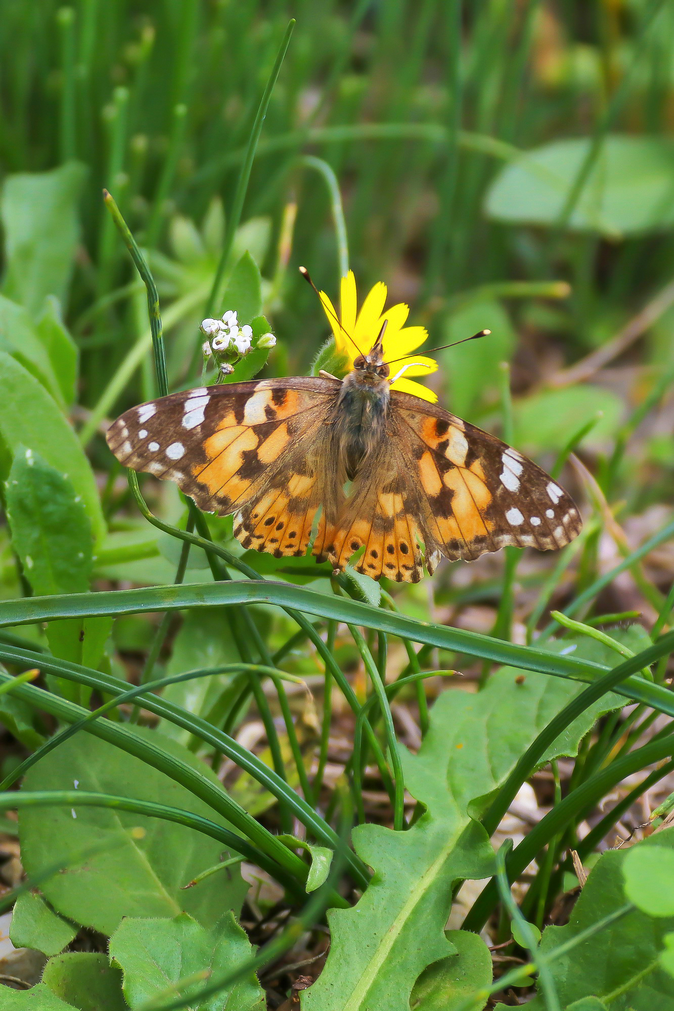 Vanessa Cardui