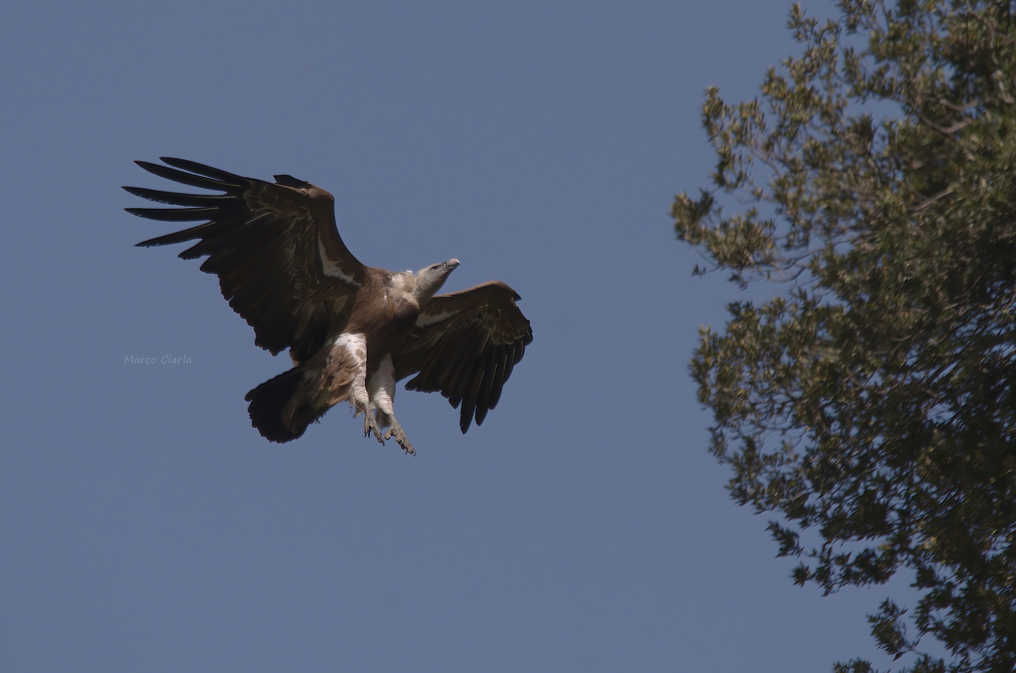 Grifone eurasiatico (Gyps fulvus )