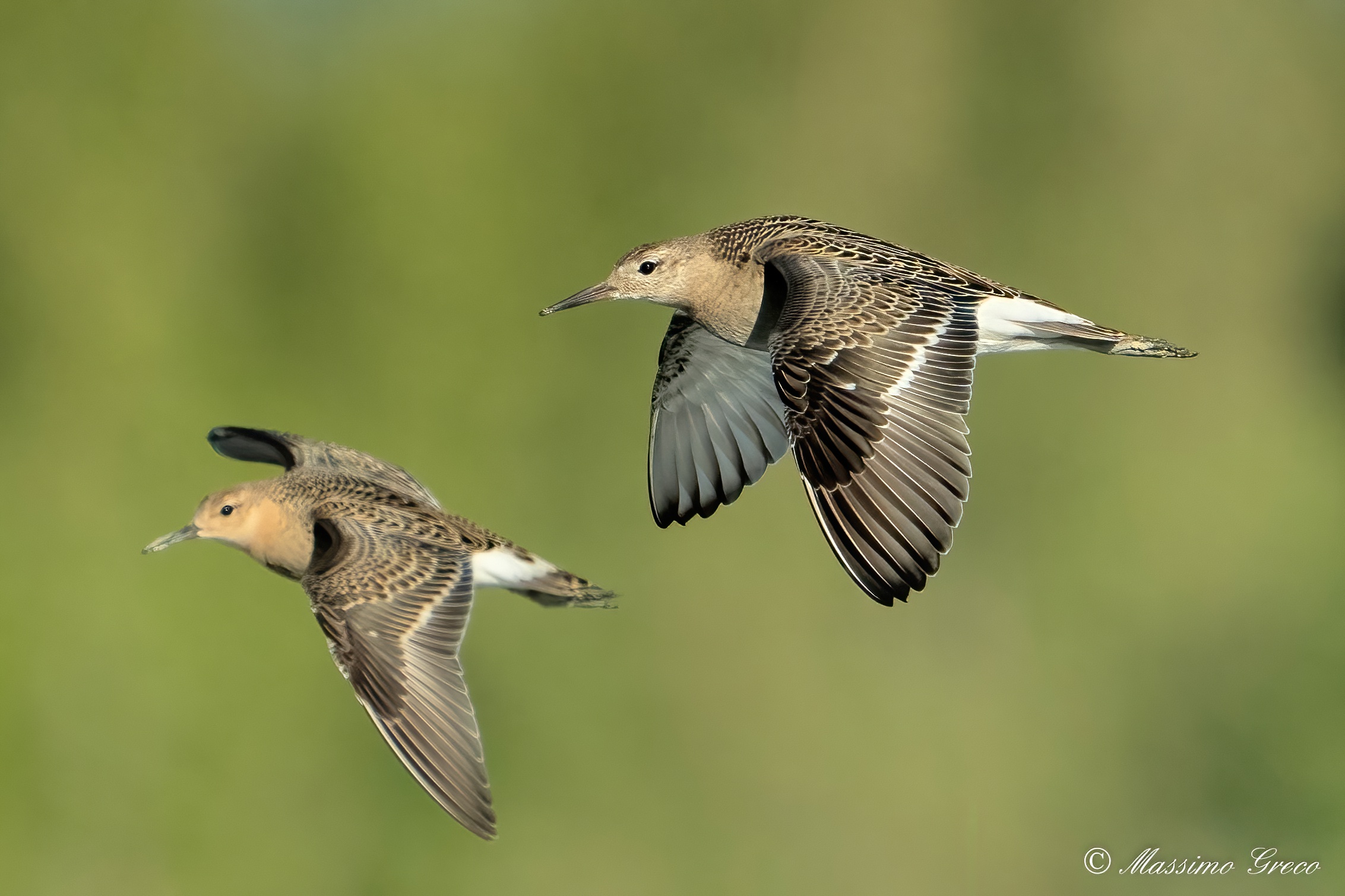 Fighters (Philomachus pugnax)