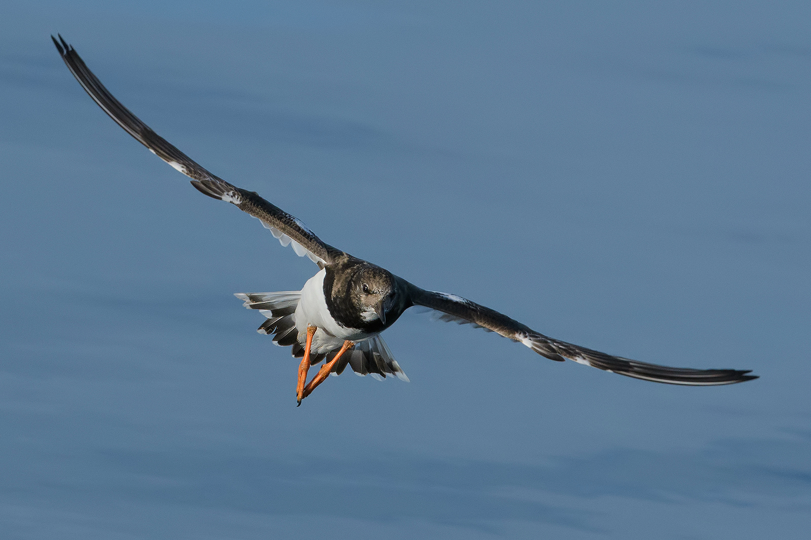 Voltapietre in avvicinamento.