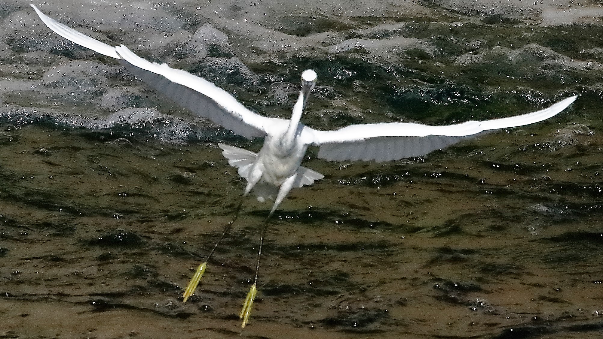 garzetta 22 ottobre 2022