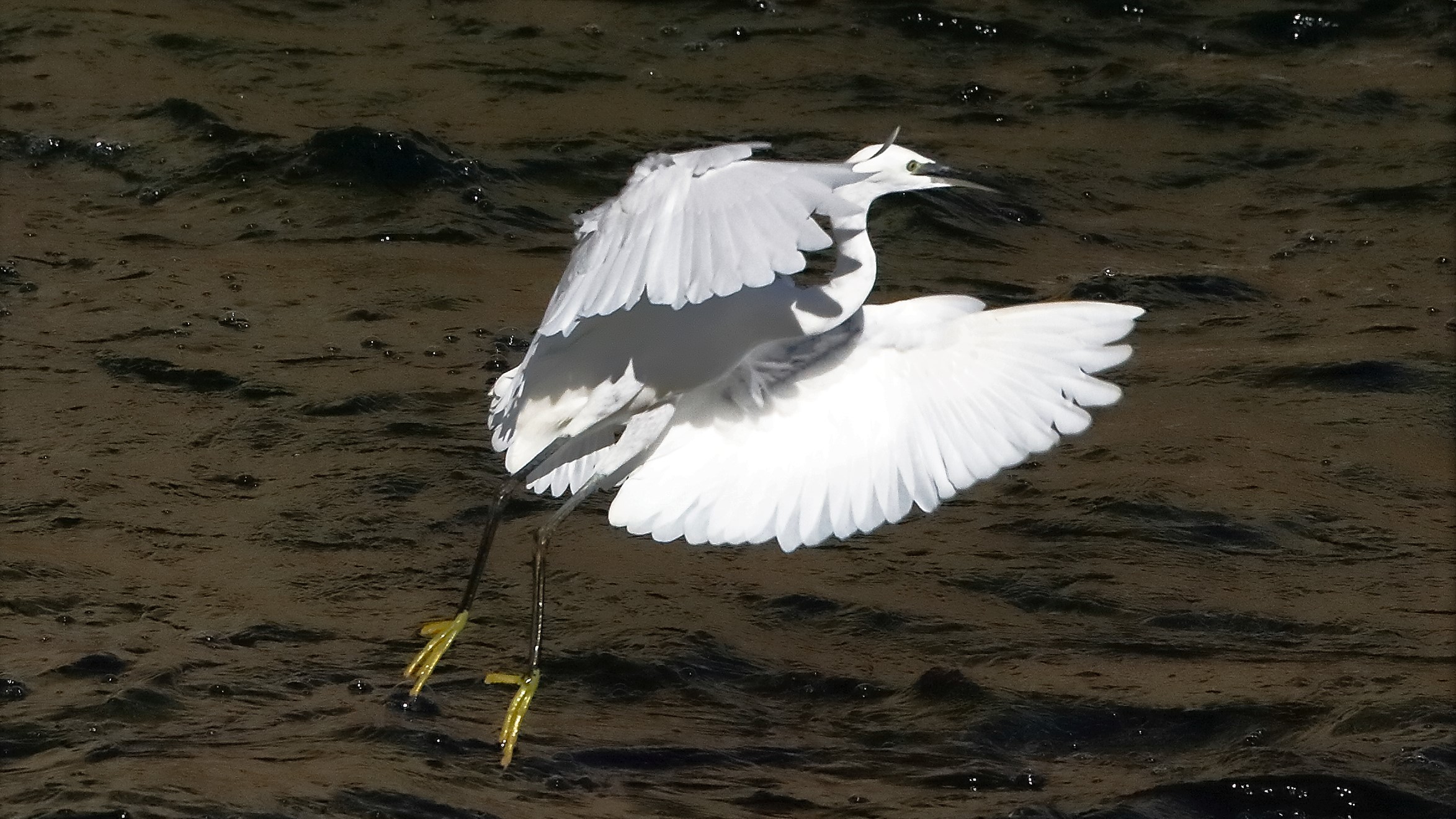 garzetta 22 ottobre 2022