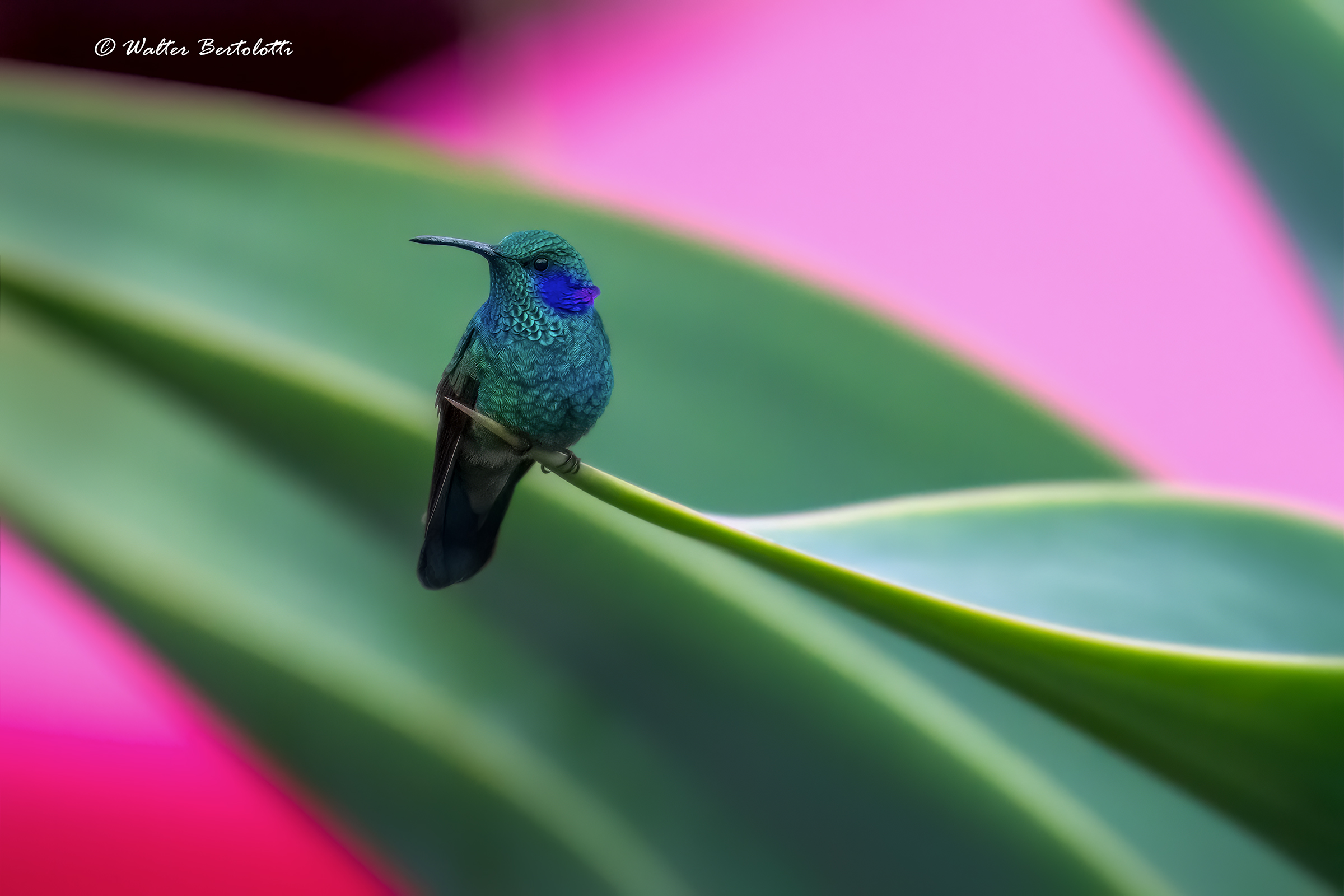 Colibri cyanotus