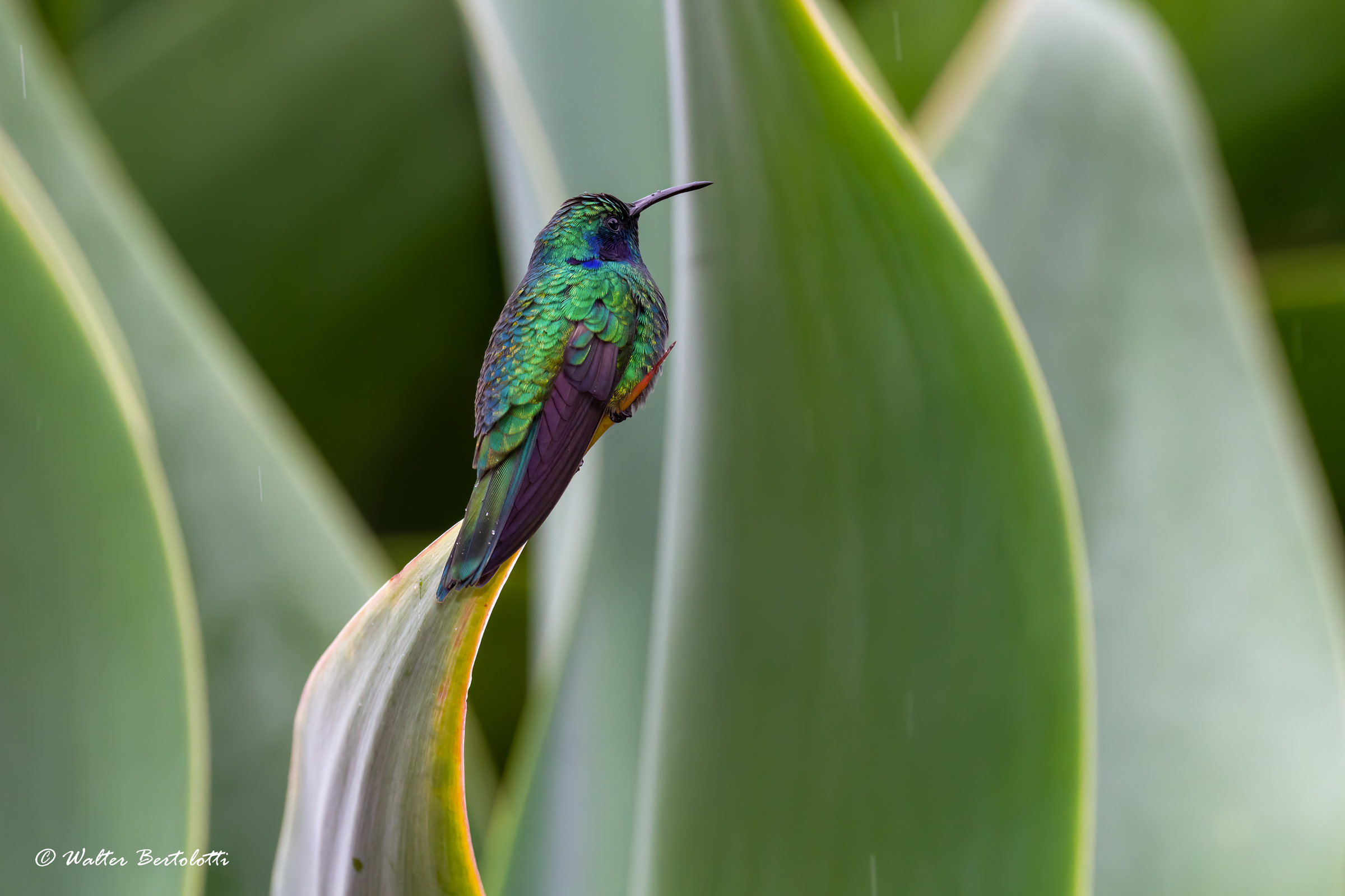 Colibri cyanotus