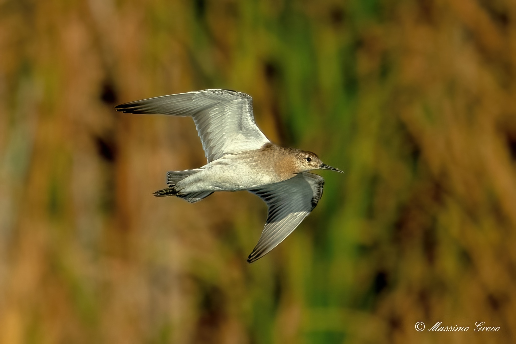 Fighter (Philomachus pugnax)