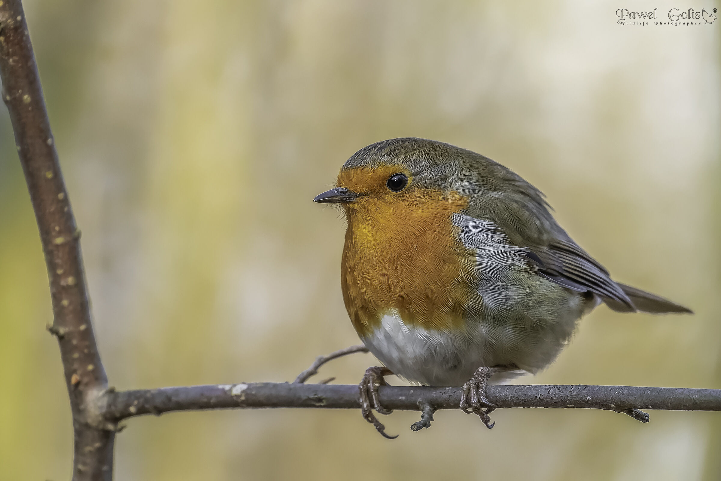 Pettirosso europeo (Erithacus rubecula)