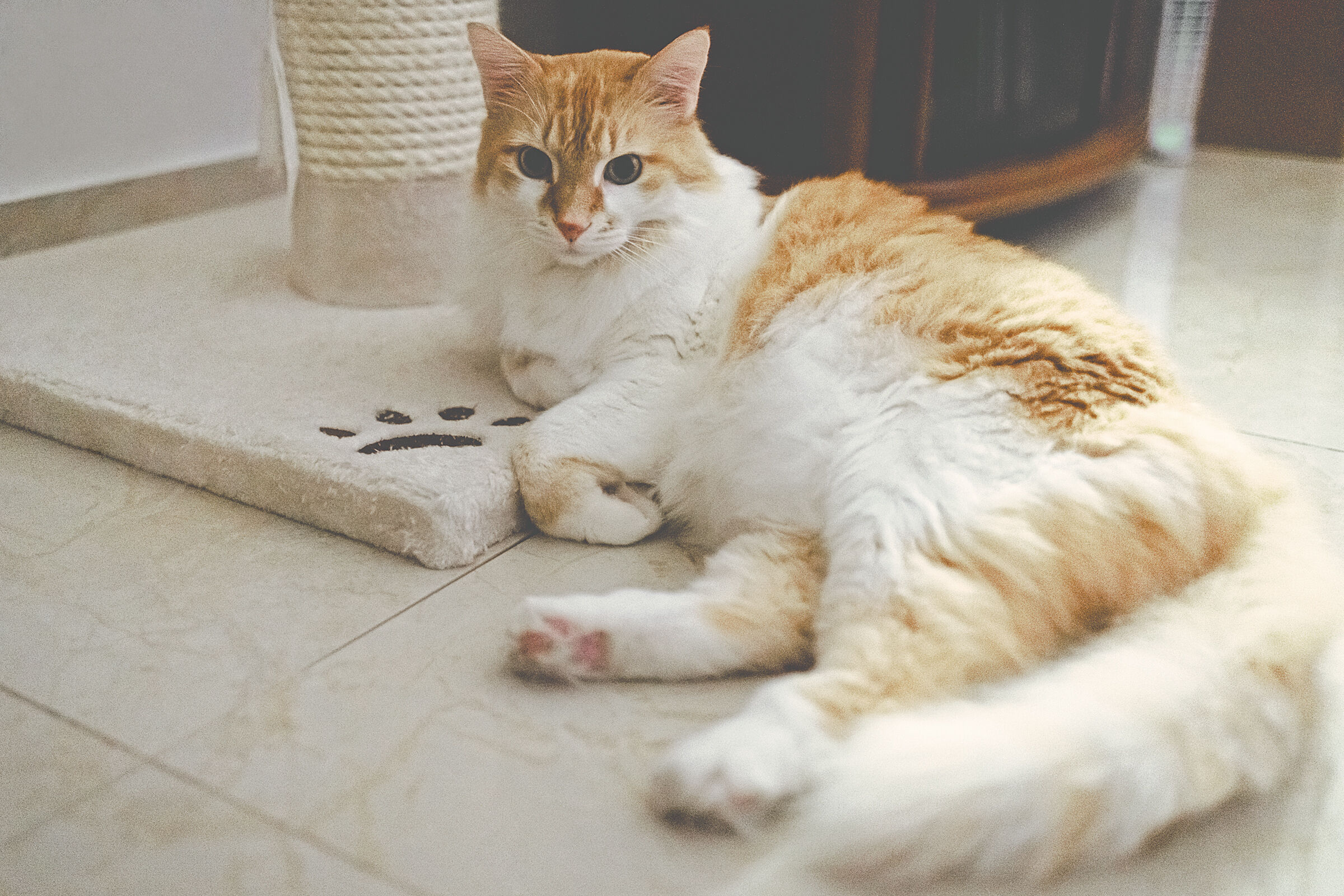 Gattone test l HD 35mm f 2