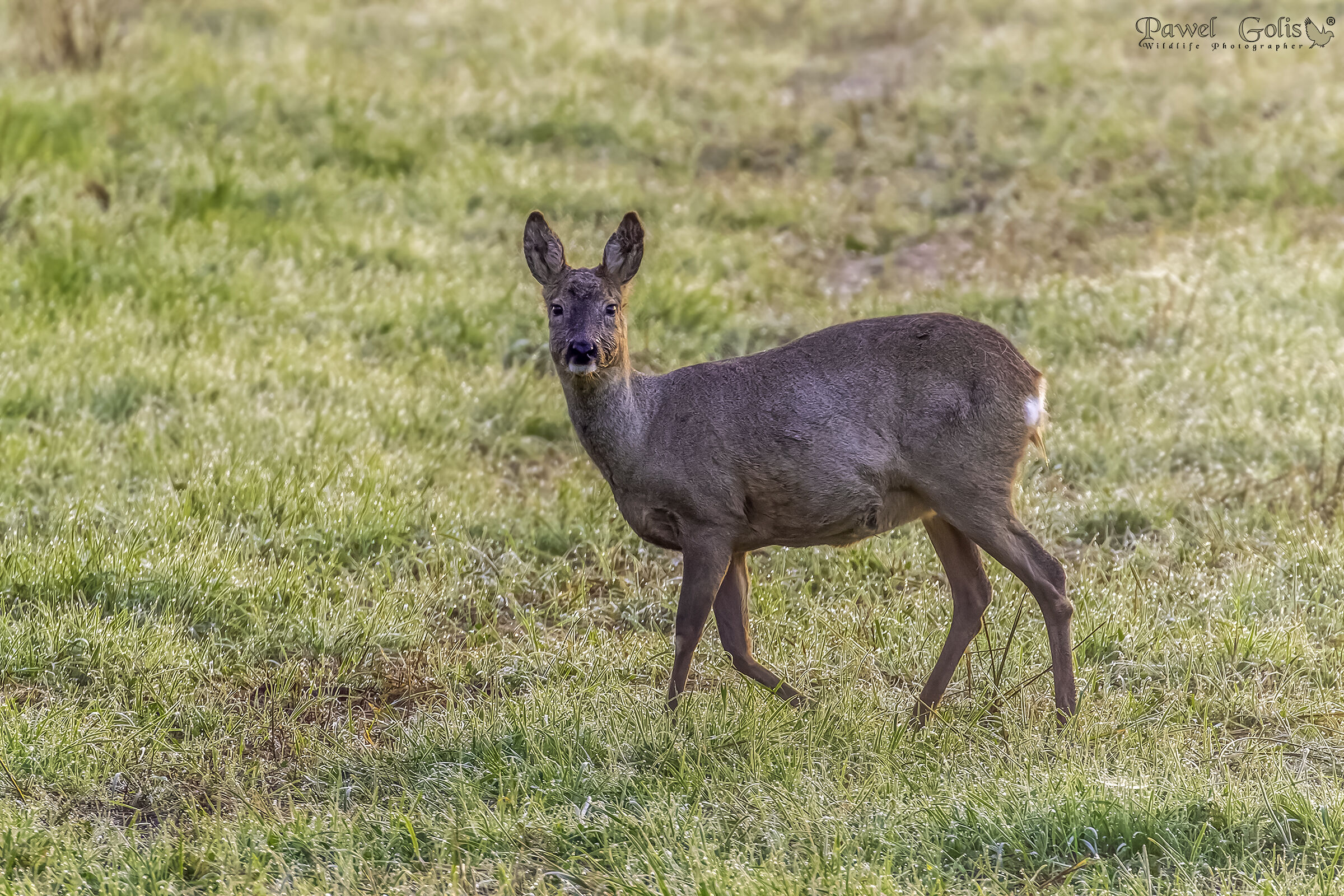 Capriolo (Capreolus capreolus)