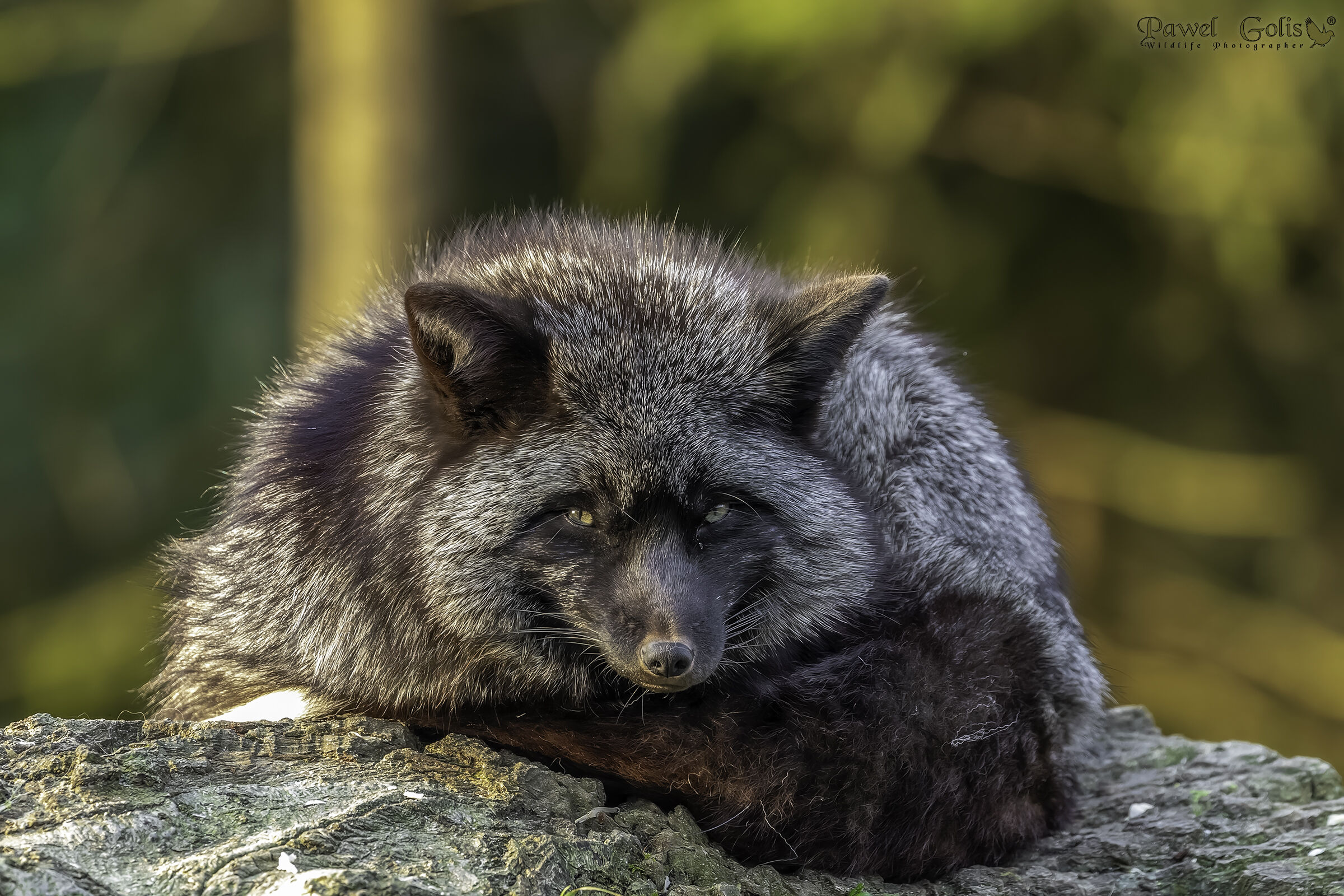 Sull'albero v2 Volpe argentata (Vulpes vulpes)