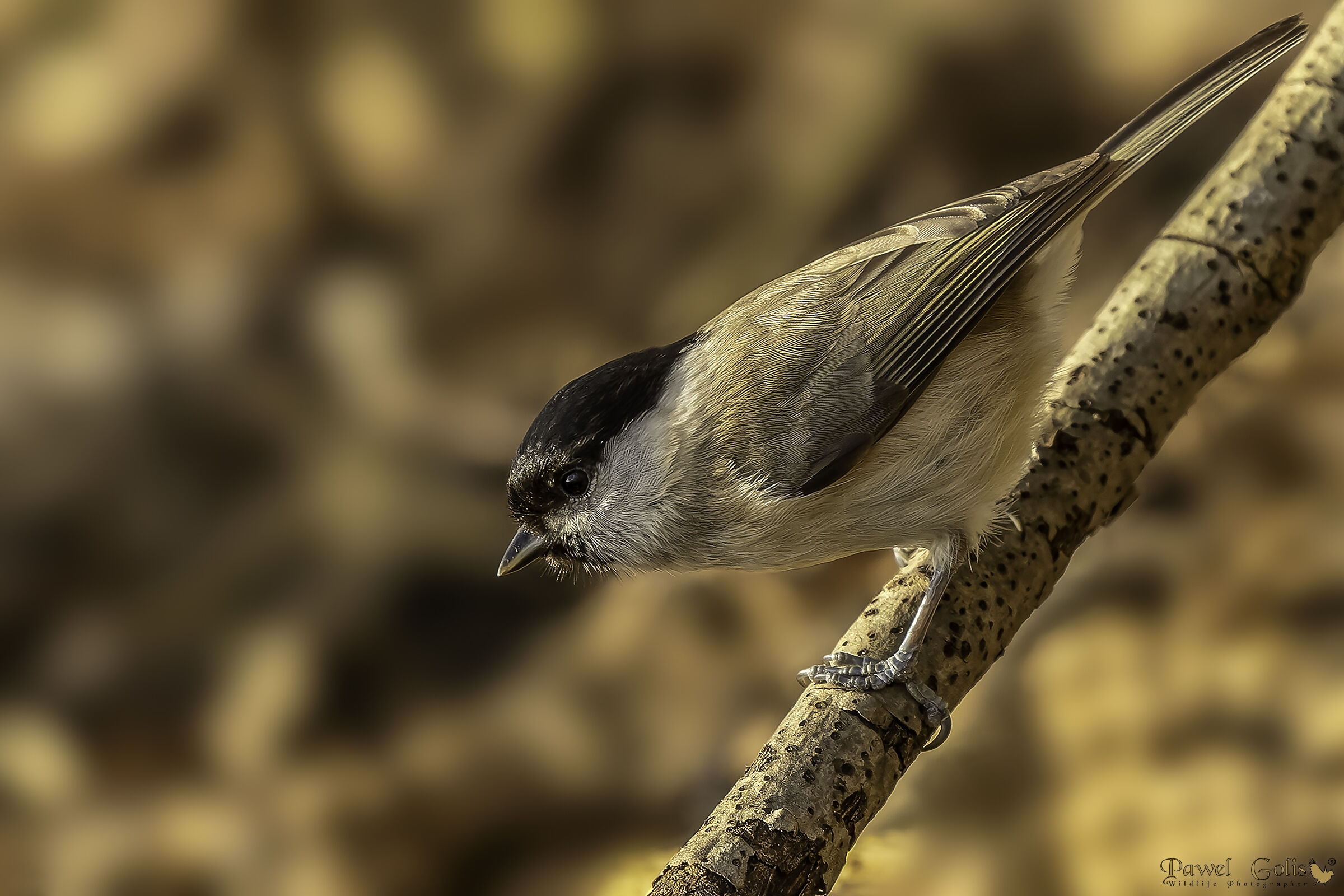 Cincia di salice (Parus montanus)