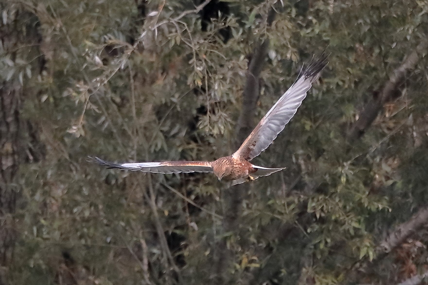 Falco di palude 12-10-2022