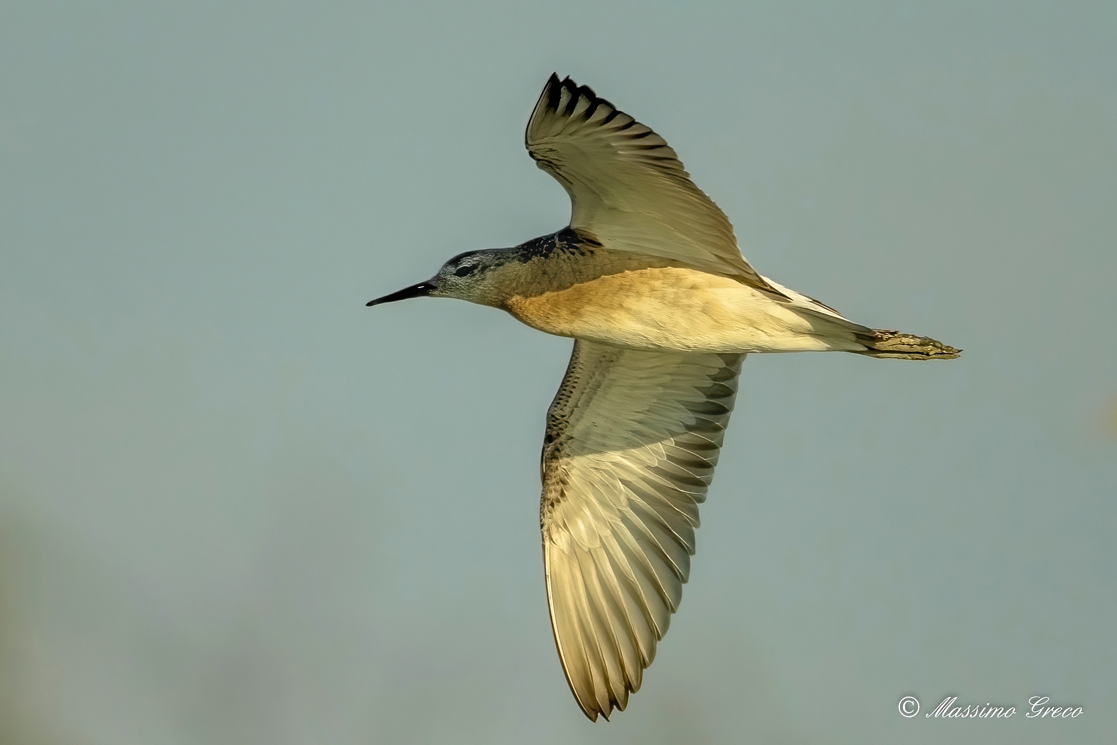 Fighter (Philomachus pugnax)