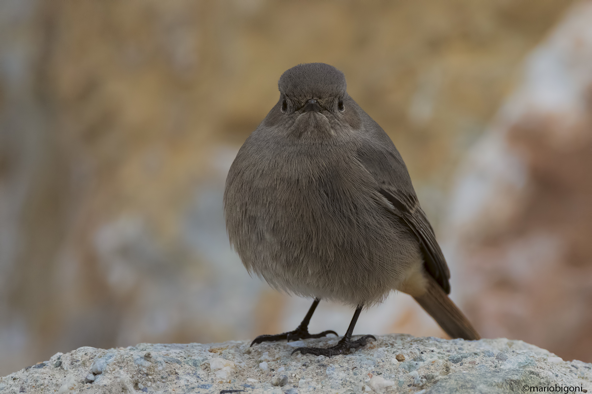 Black redstart