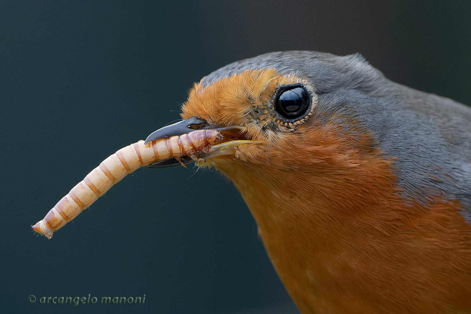 La camola e il pettirosso