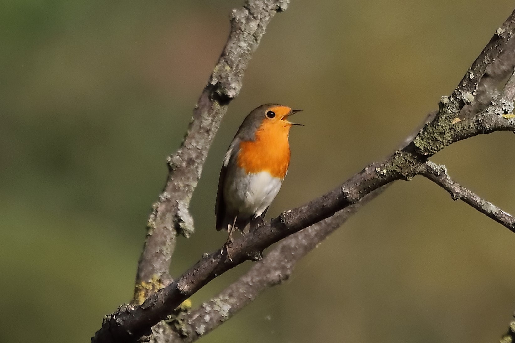 Pettirosso 27-10-2022