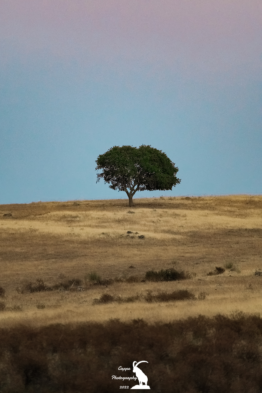 Una quercia solitaria al tramonto