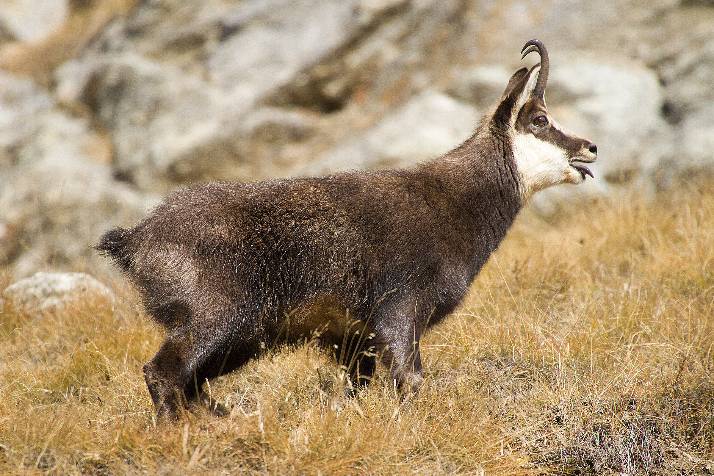 Camoscio - Periodo degli amori