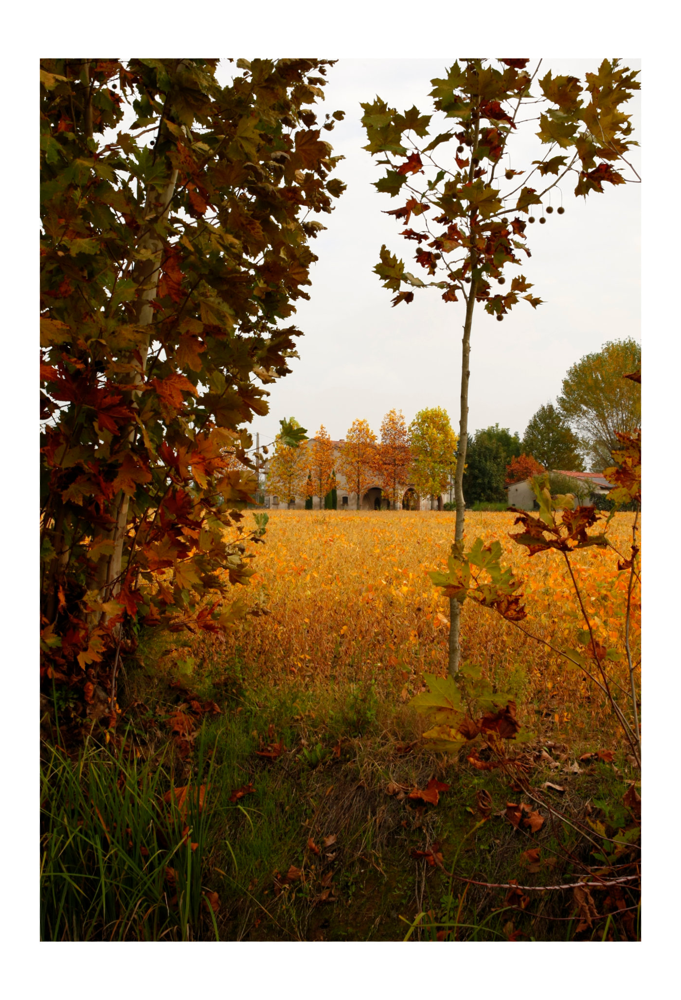 i colori dell'autunno