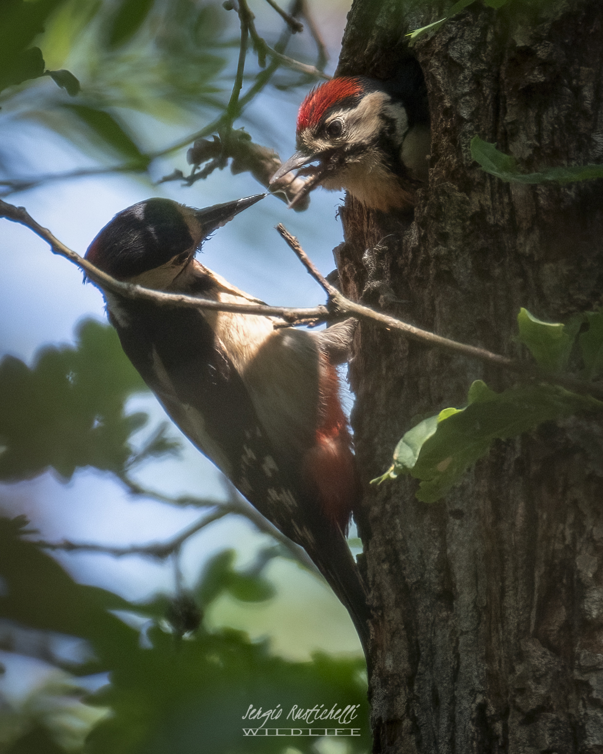 Picchio Rosso Maggiore