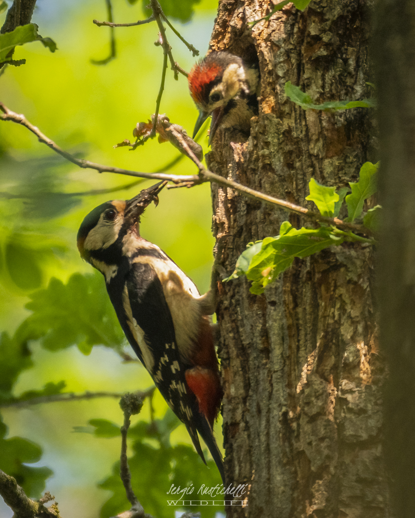 Picchio Rosso Maggiore
