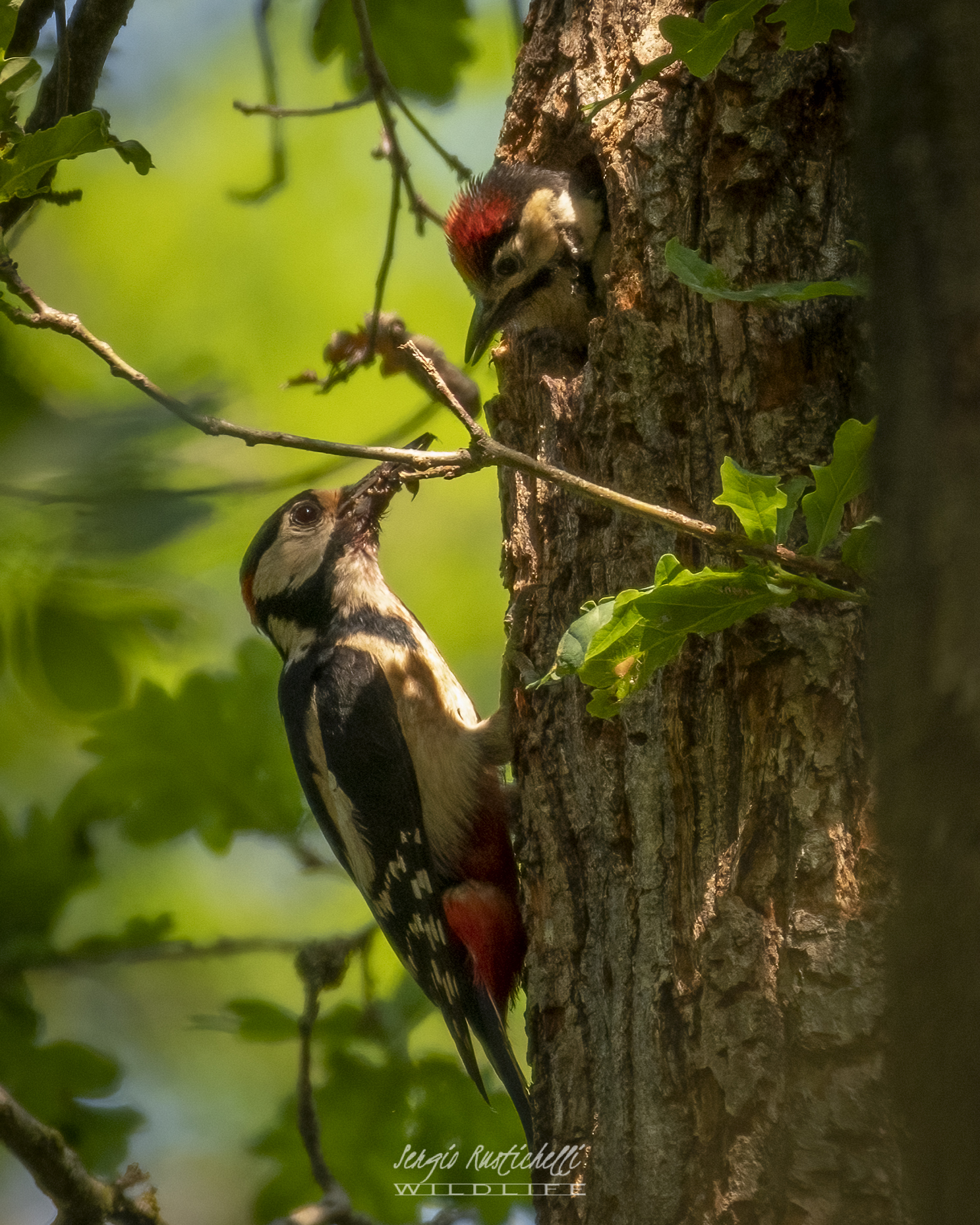 Picchio Rosso Maggiore