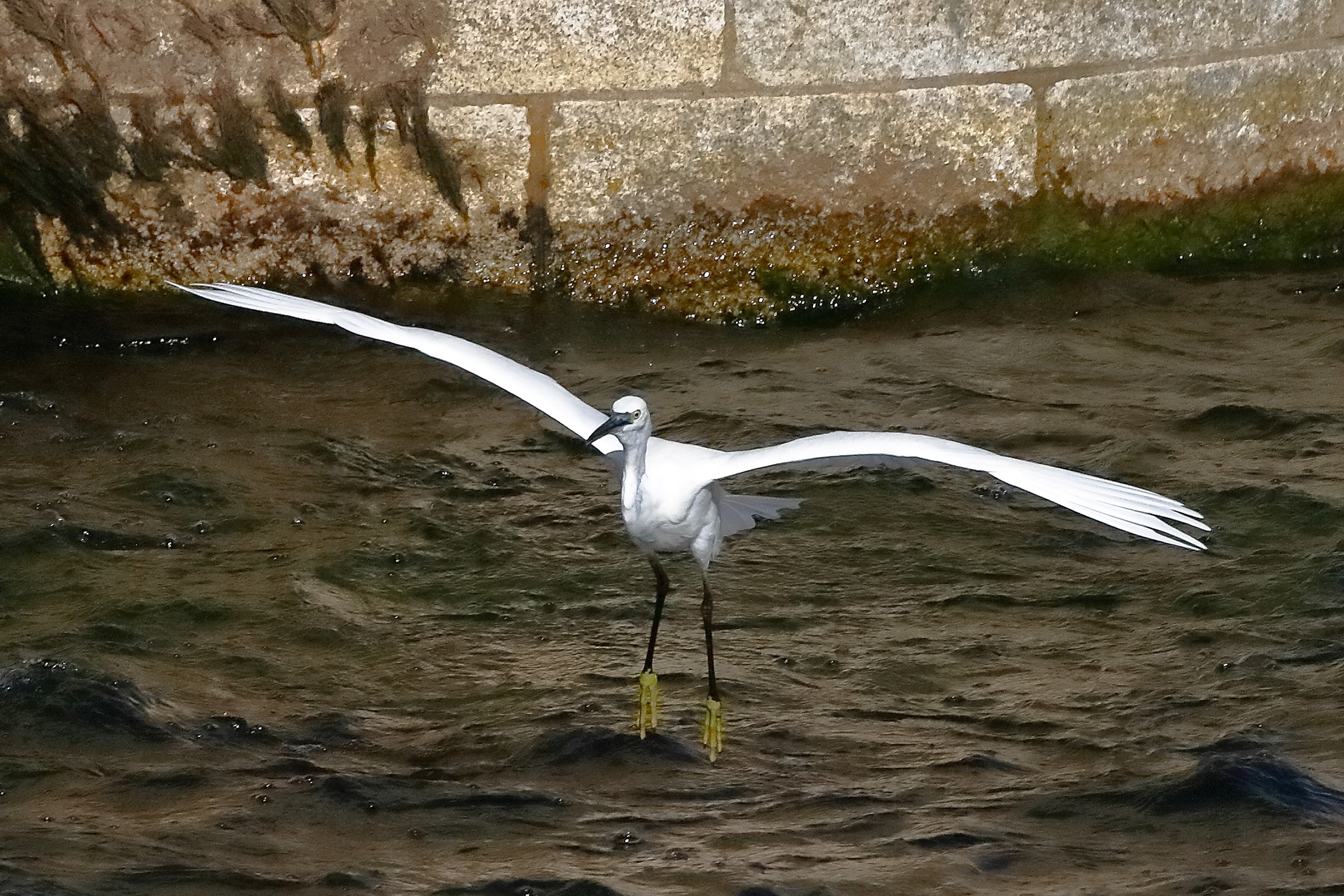 garzetta 22 ottobre 2022