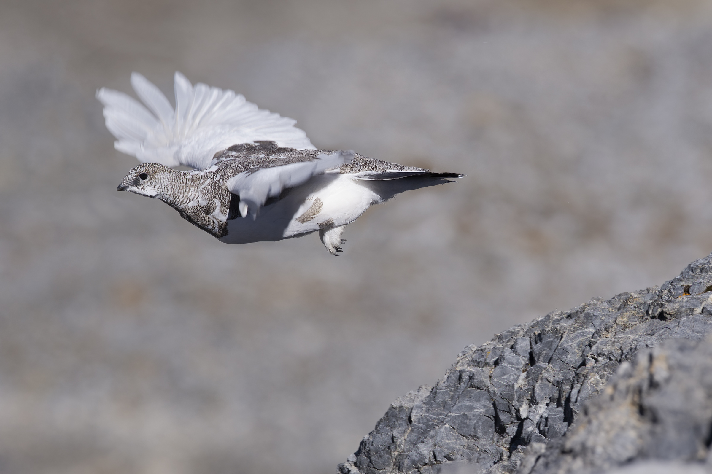 Ptarmigan's (Lagopus muta)