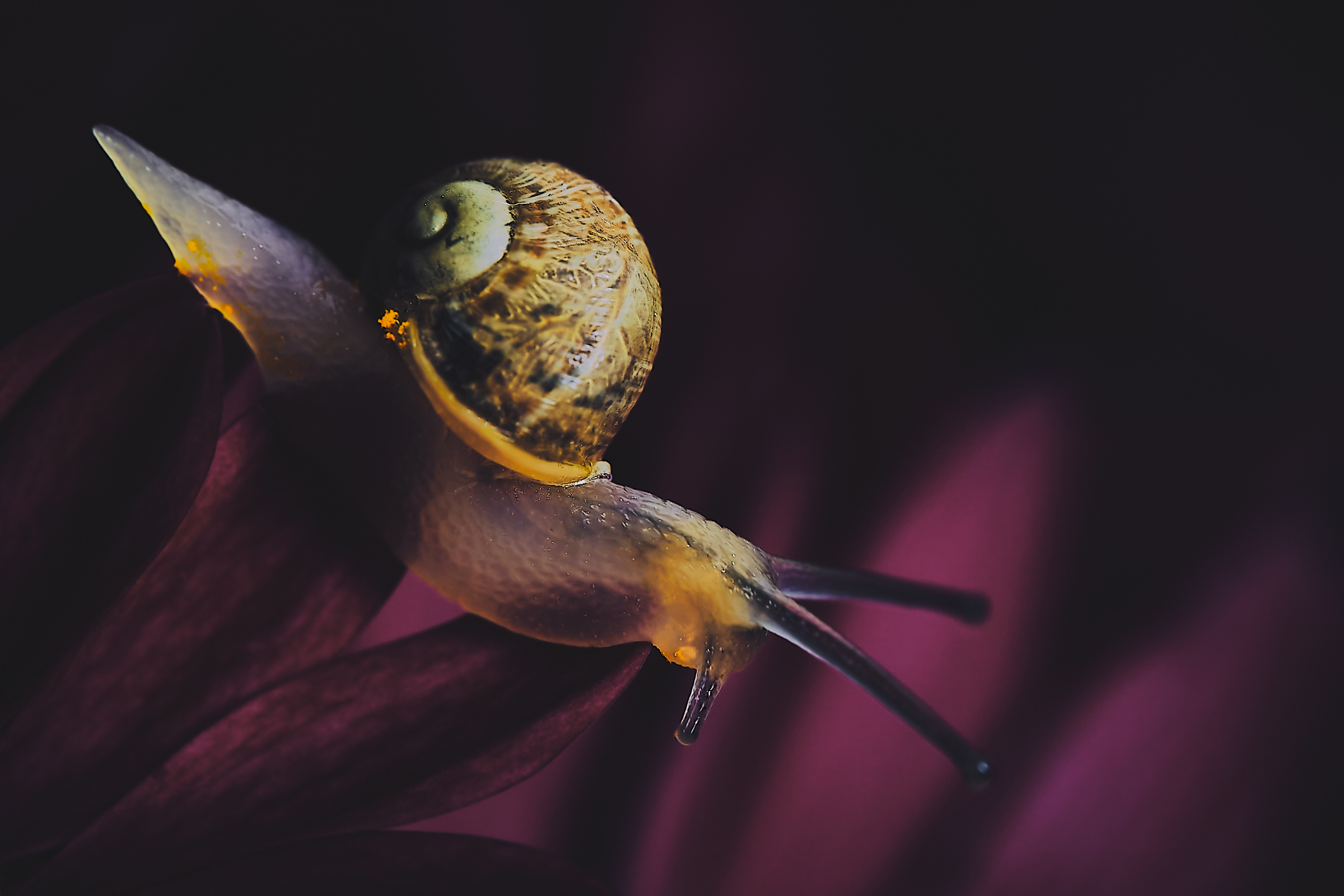 Snail