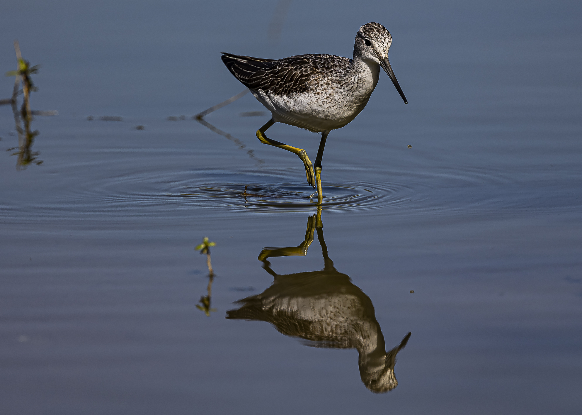 Pantana -Tringa nebularia