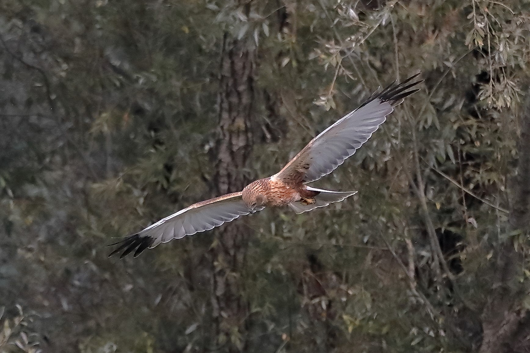 Falco di palude 12-10-2022