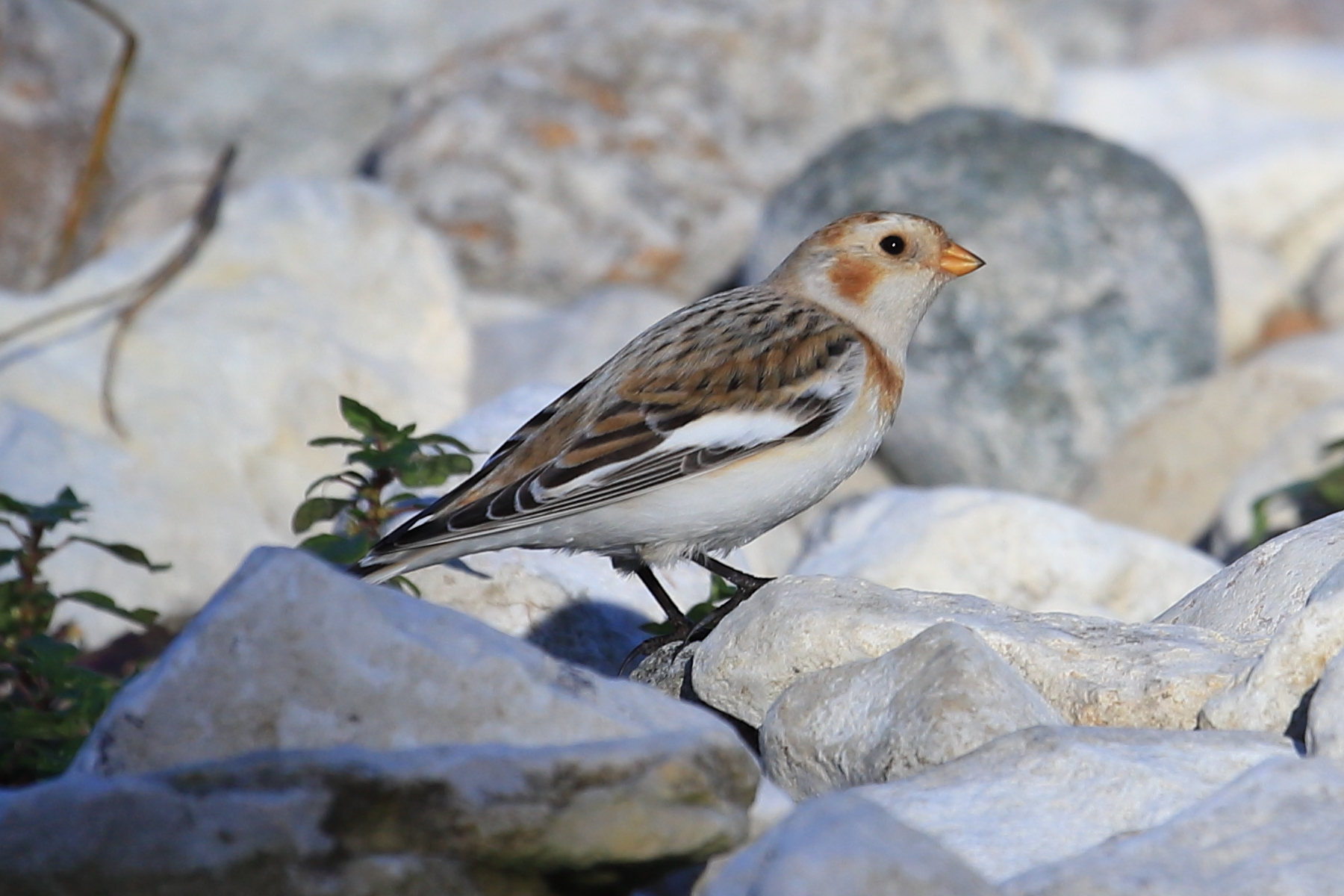 Zigolo delle nevi