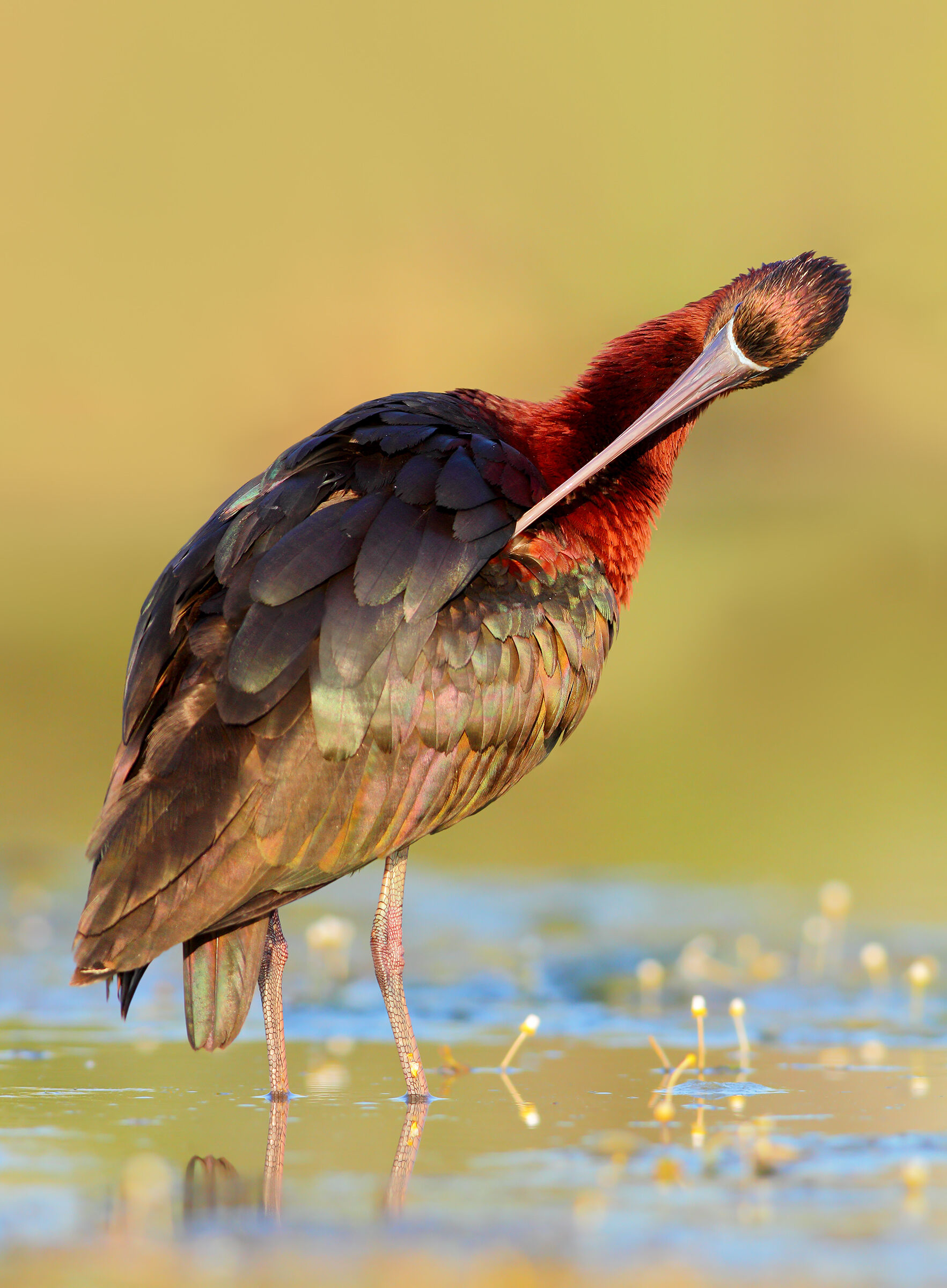 Glossy ibis