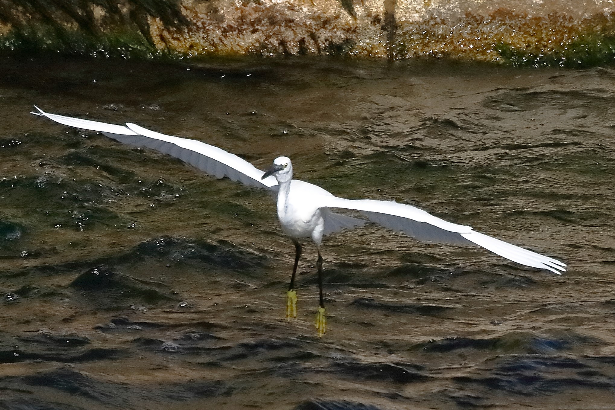 garzetta 22 ottobre 2022
