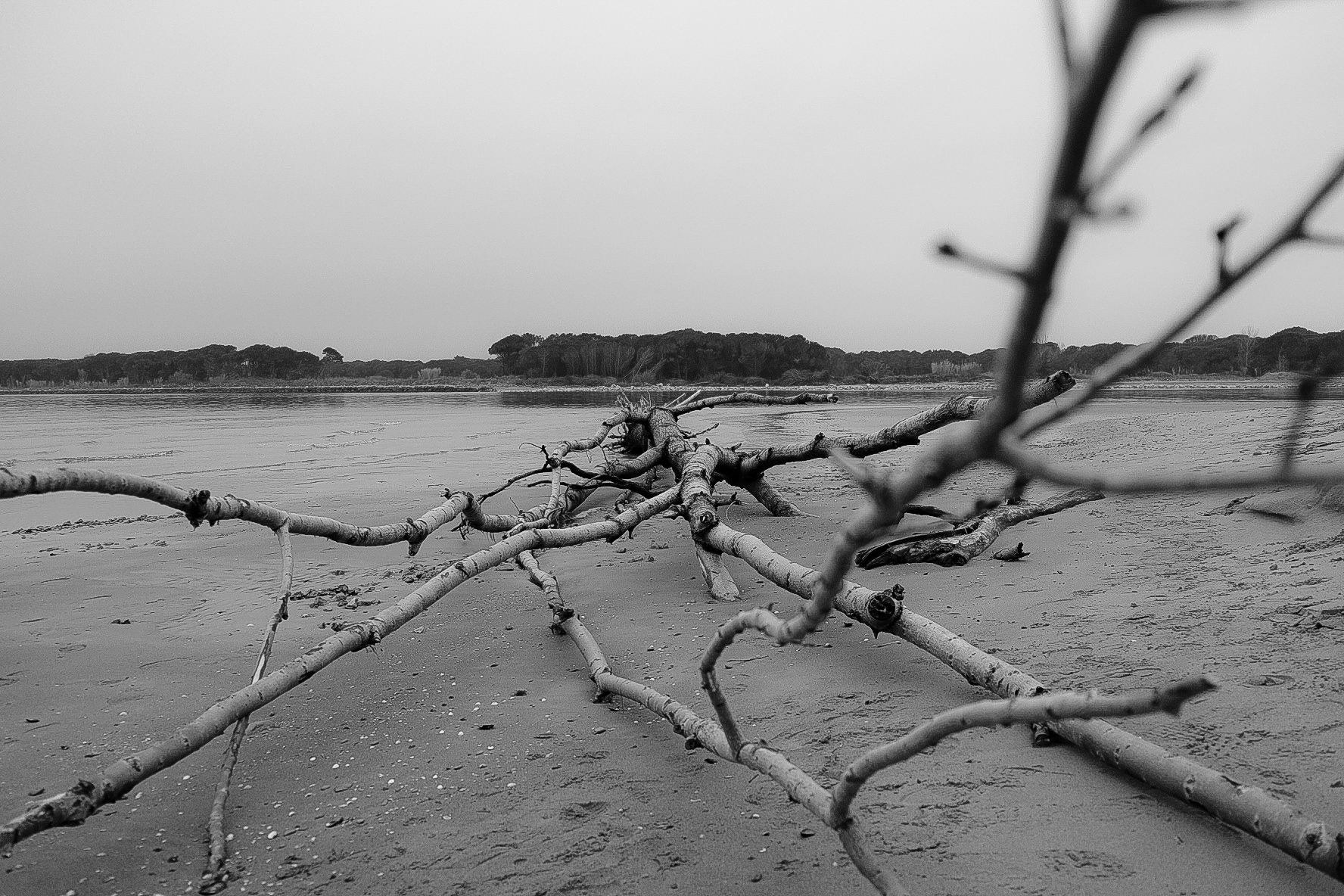 Foce del Tagliamento