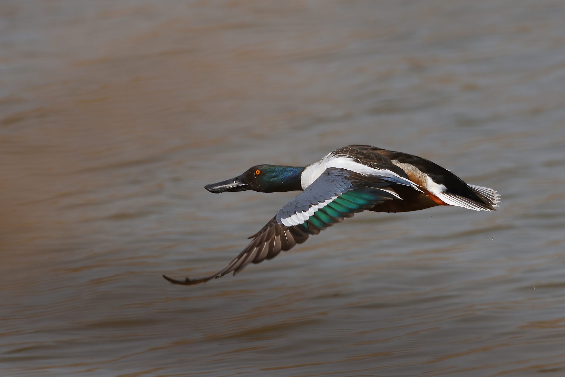 Male shoveler