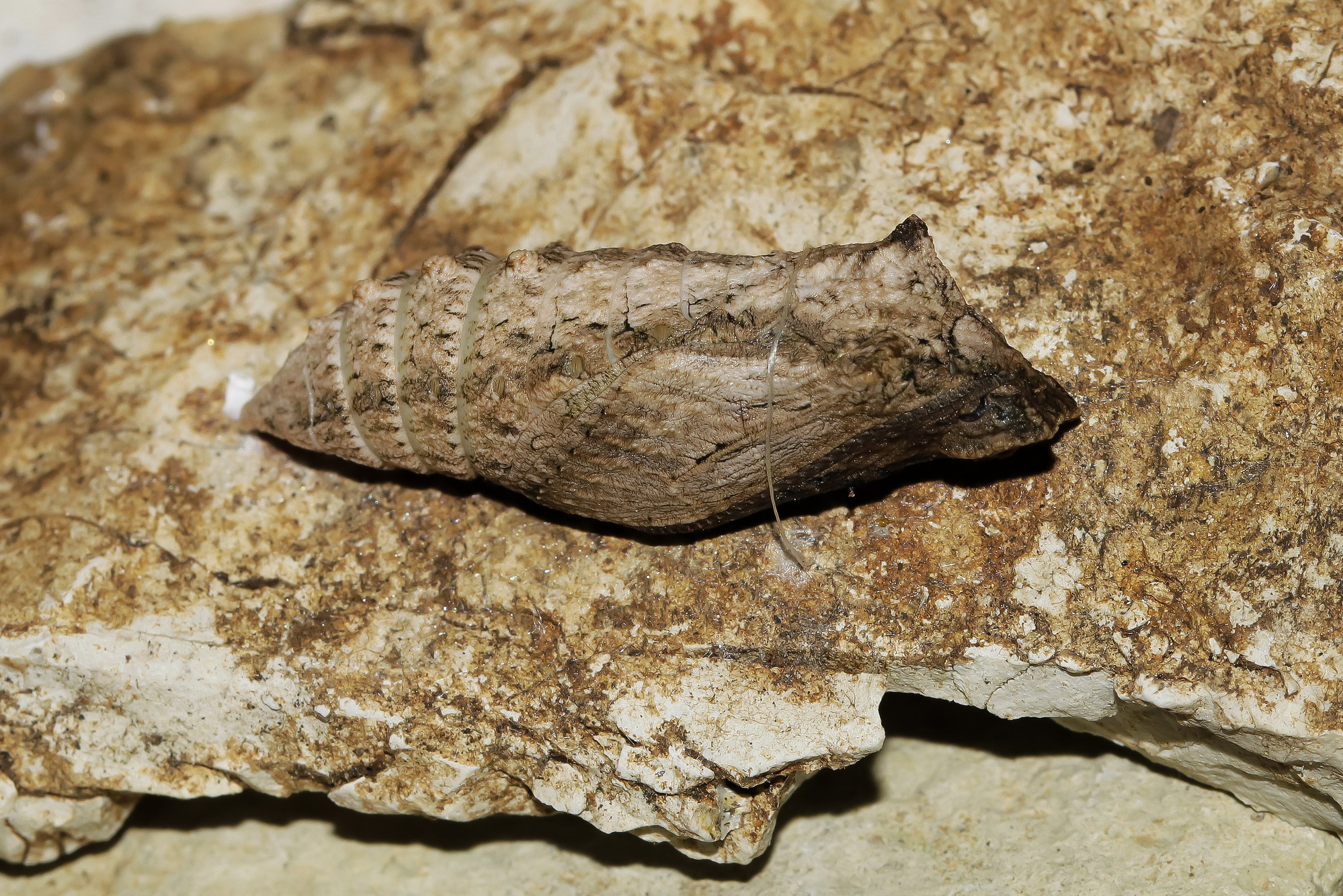 Next year I'll be a swallowtail (maybe)