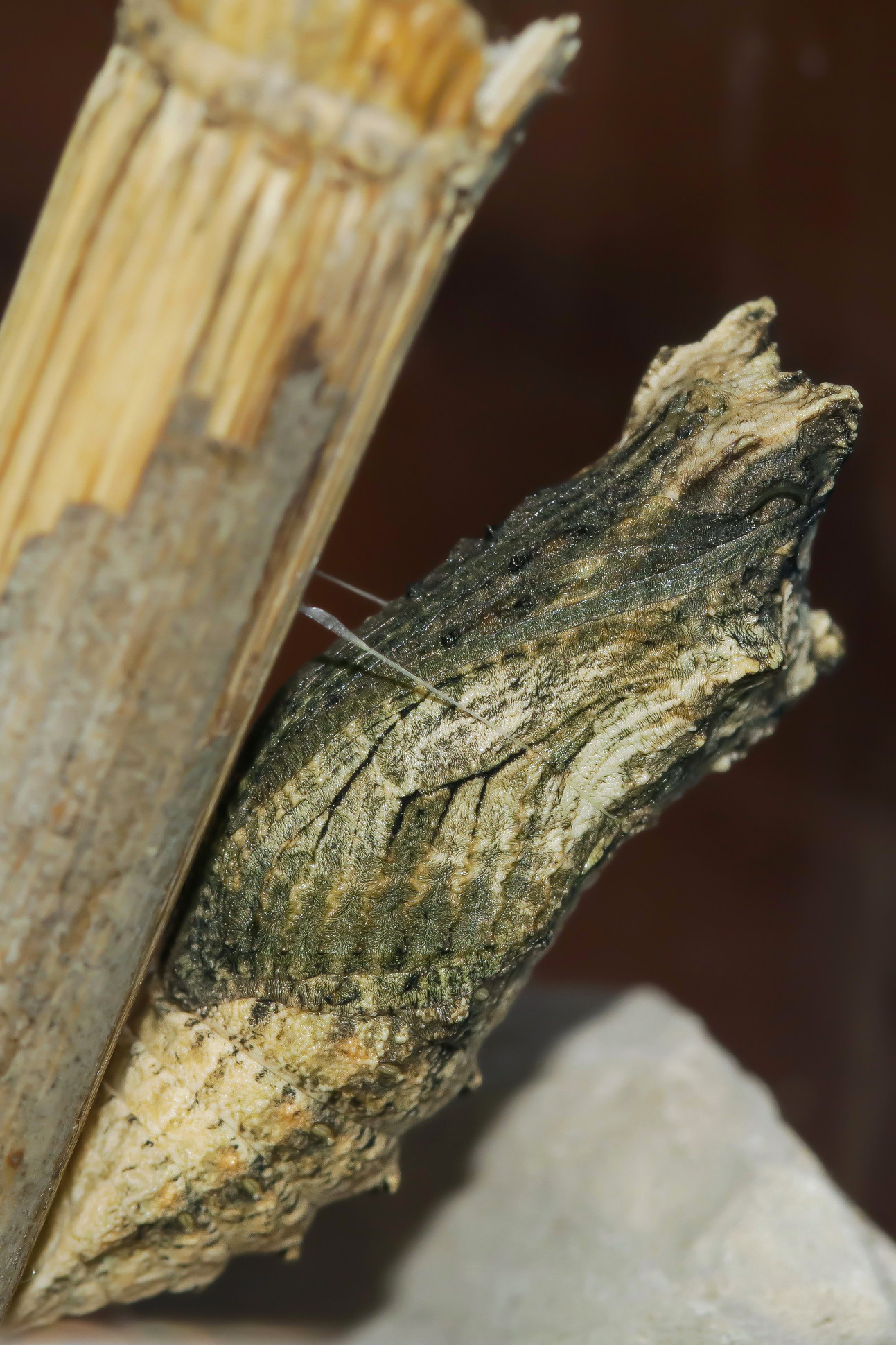 Next year I'll be a swallowtail (hopefully)