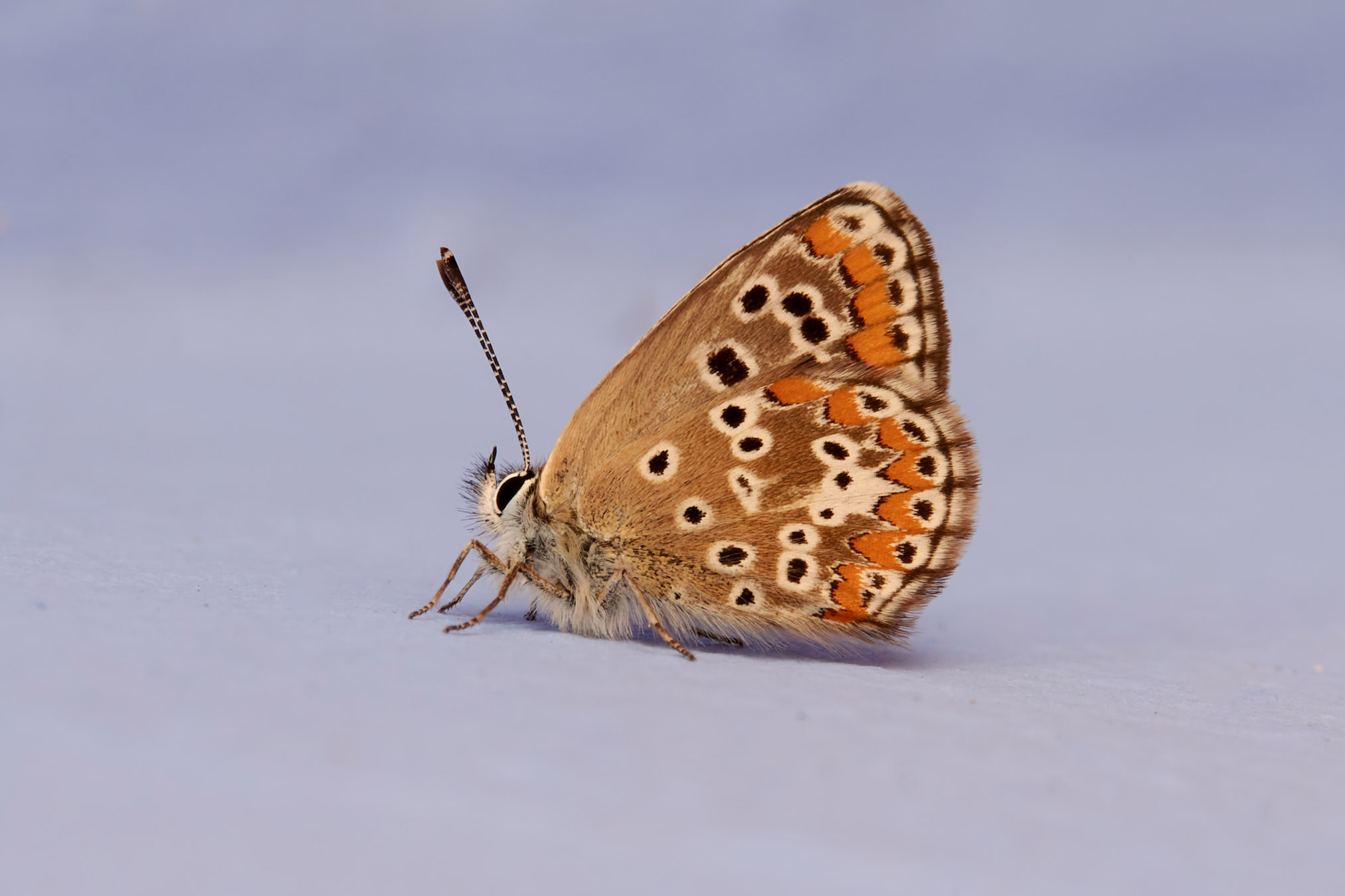 Polyommatus Icaro. Blu comune