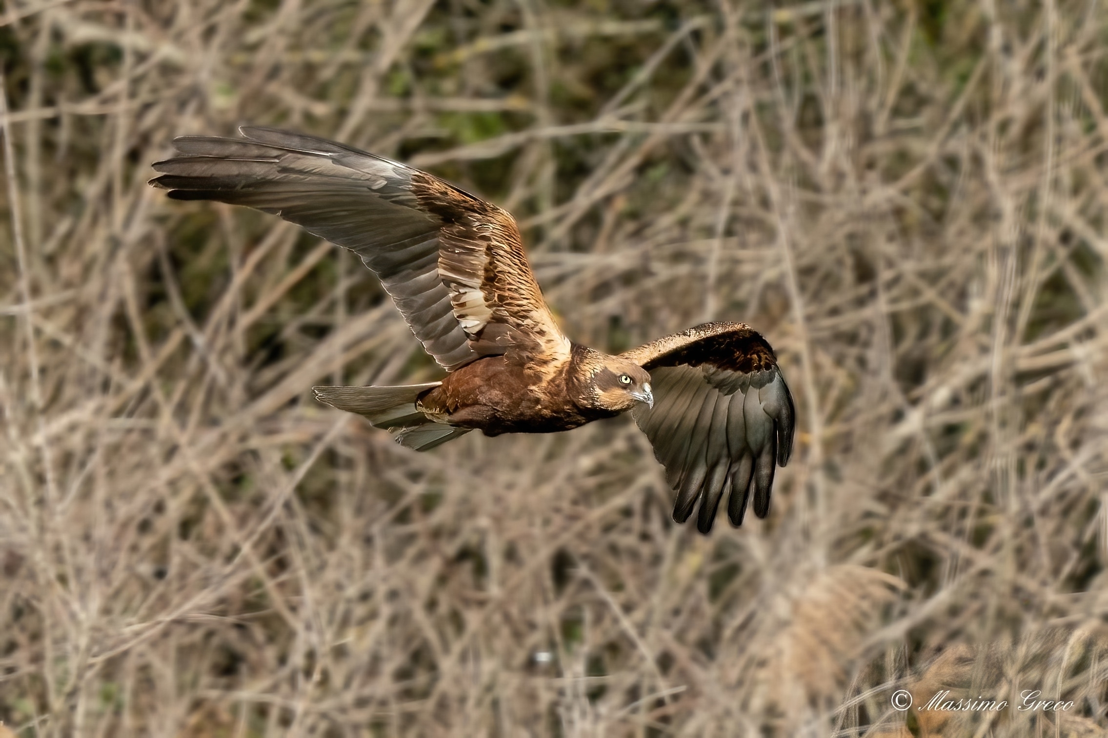 Marsh harrier (Circus aeruginosus)