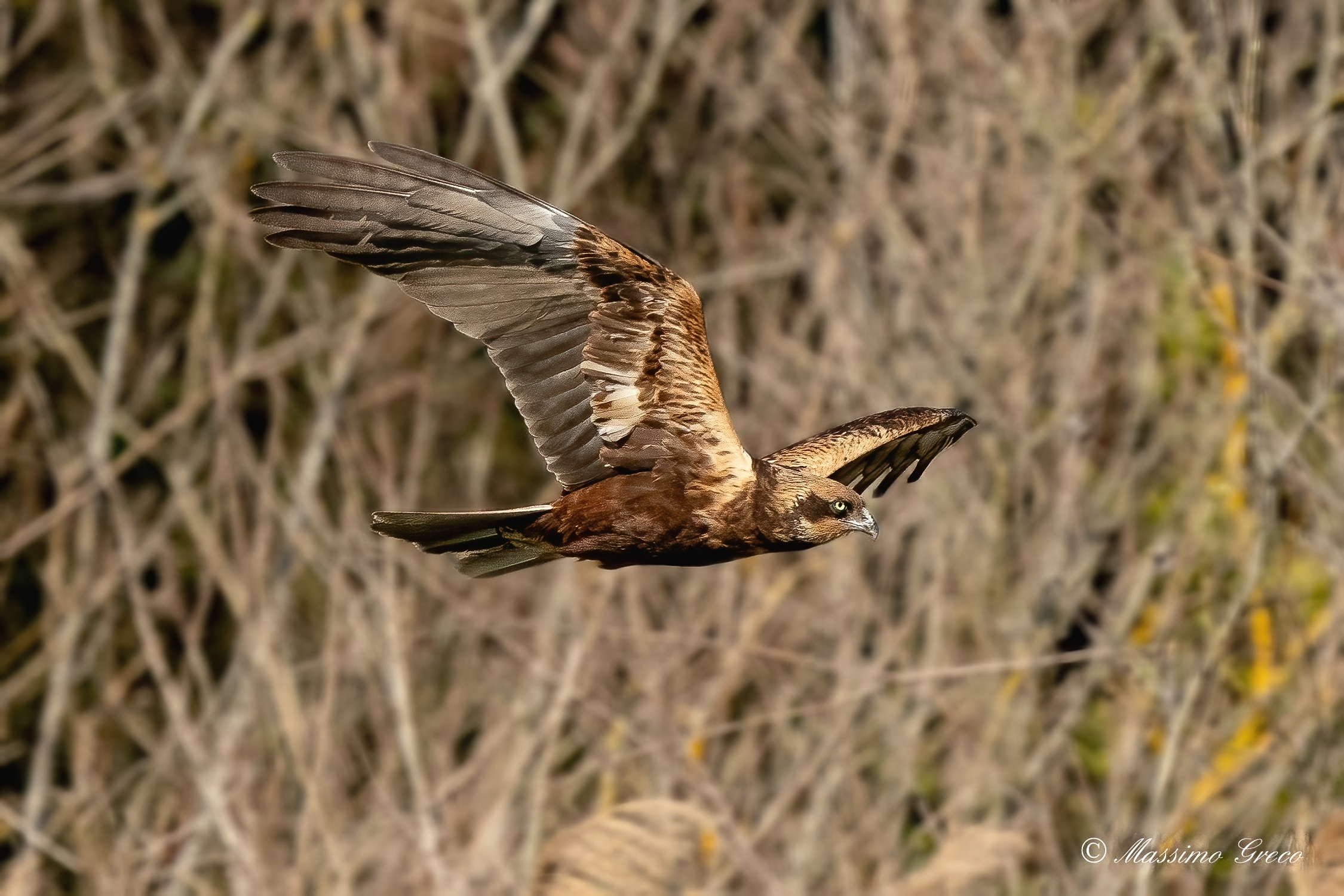 Marsh harrier (Circus aeruginosus)