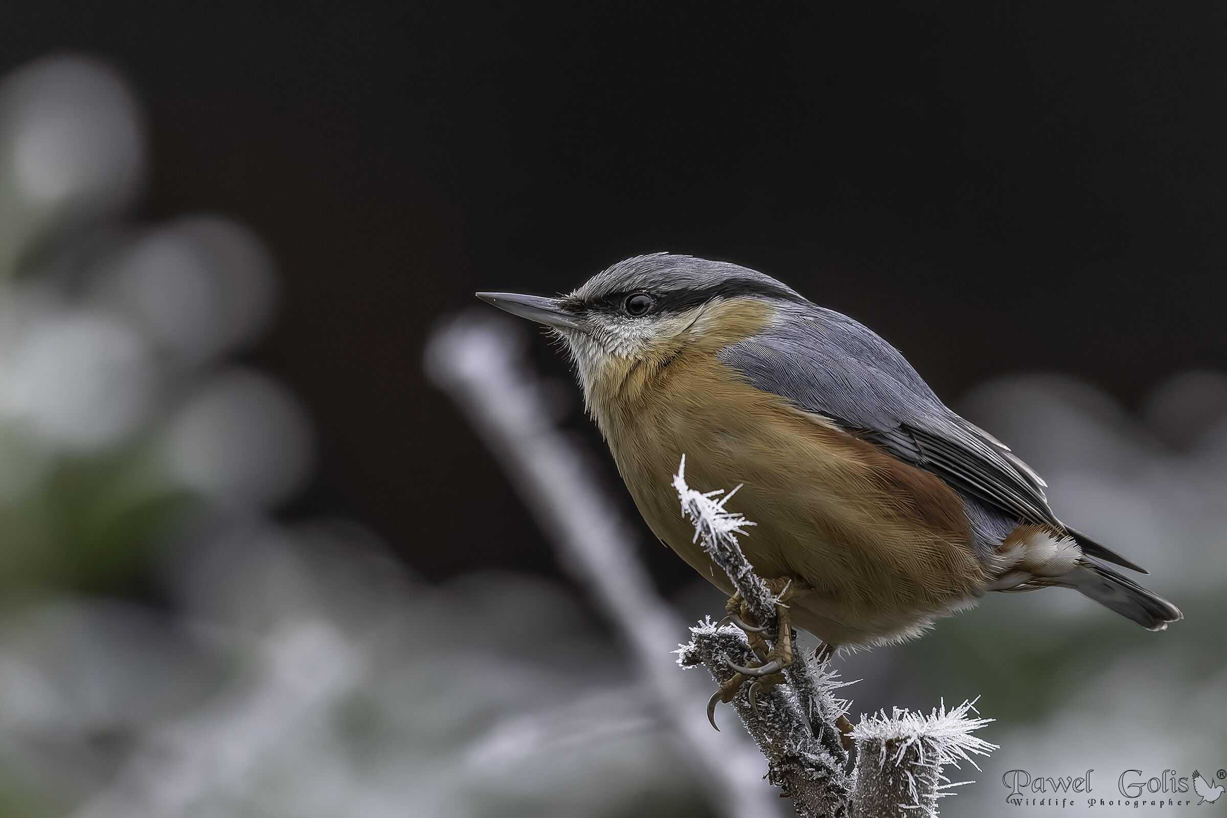 Picchio muratore (Sitta europaea)
