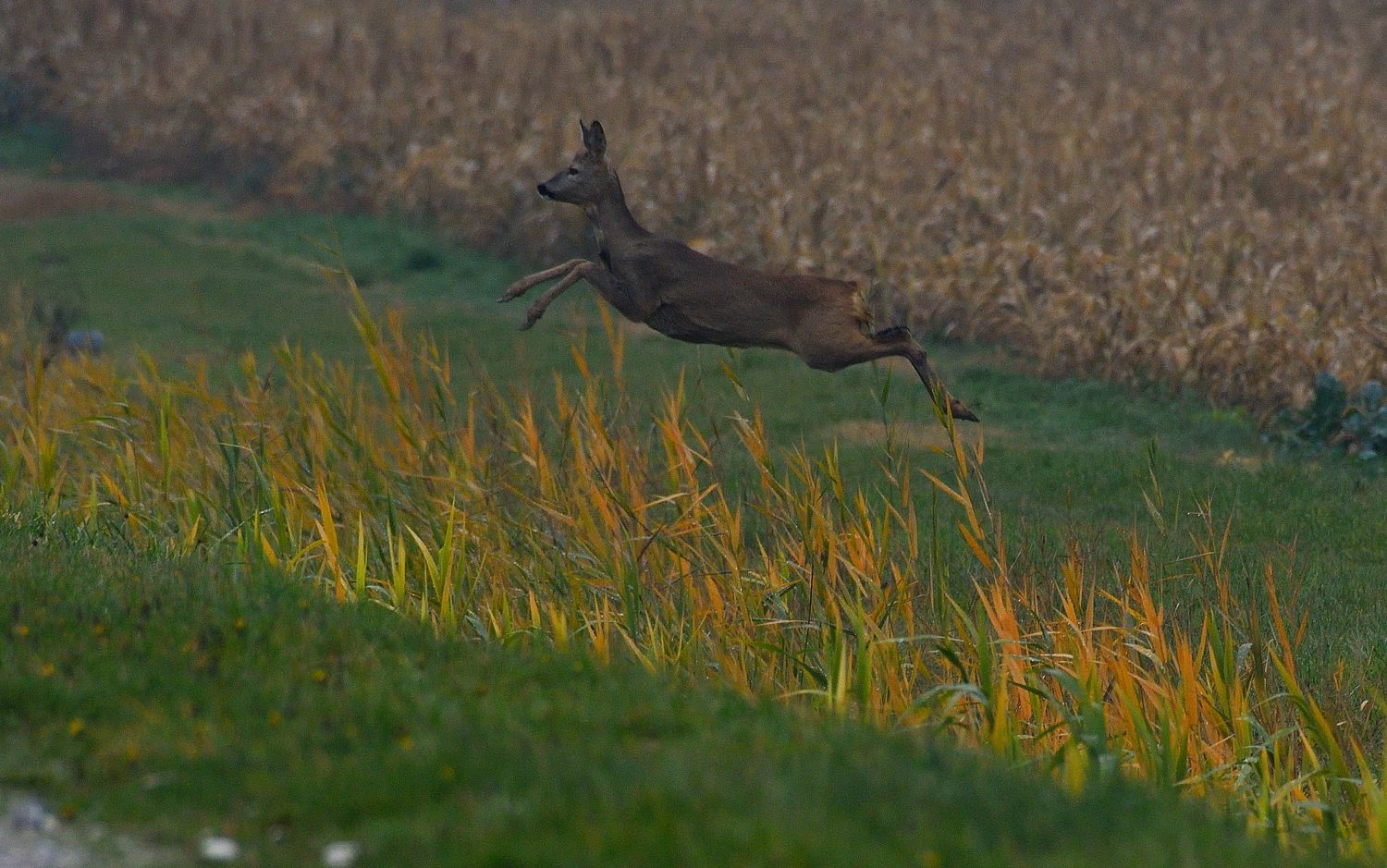 Roe deer in the plains 2
